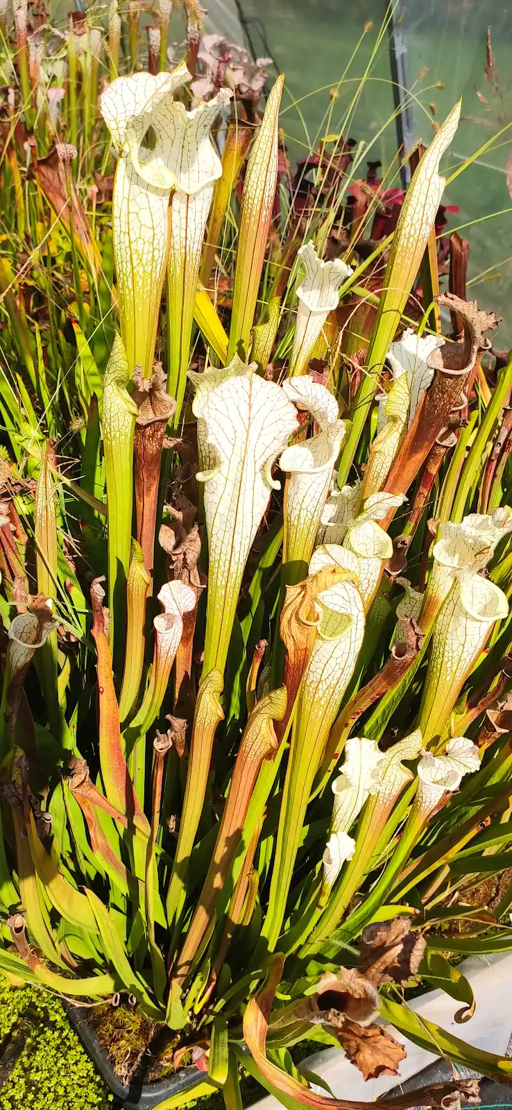 Sarracenia leucophylla 