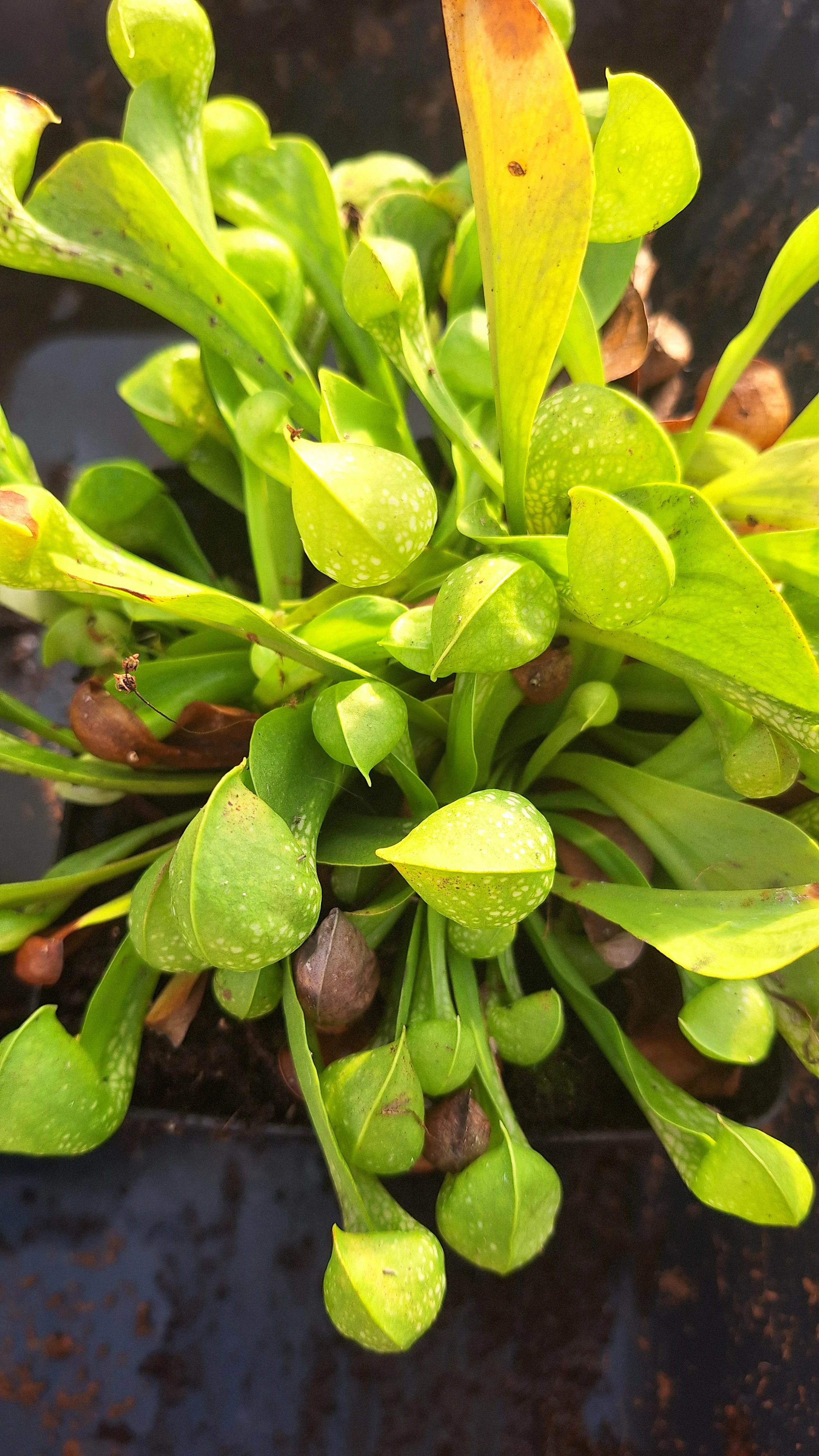 Sarracenia psitaccina green