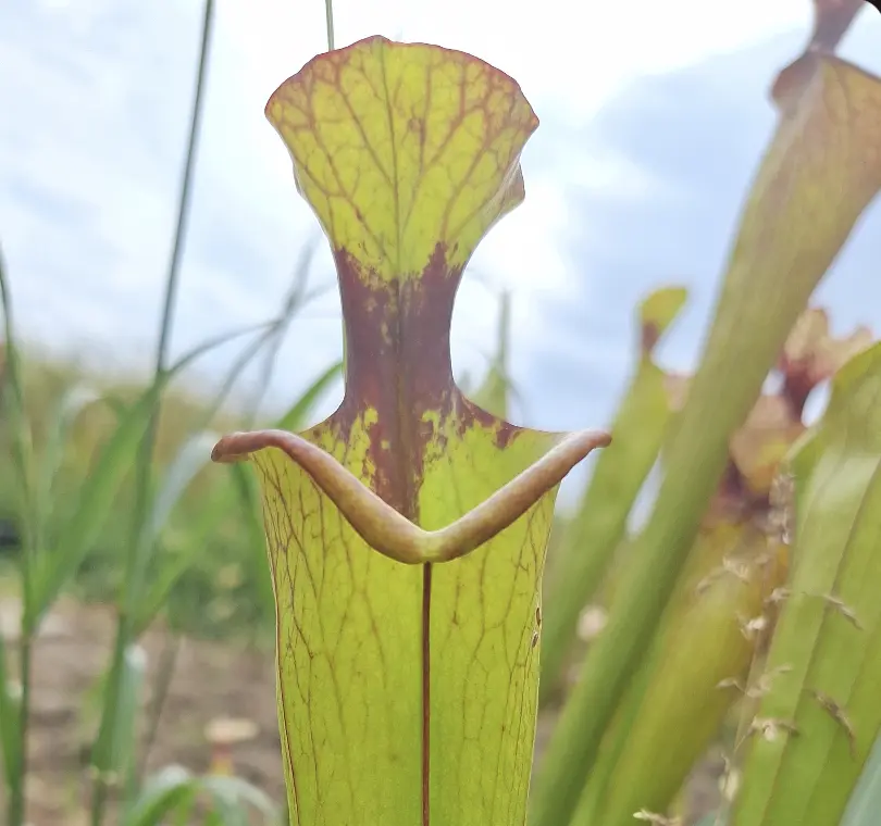 Sarracenia hybrid "Small lid"