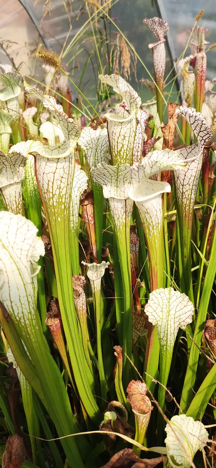 Sarracenia leucophylla var. alba