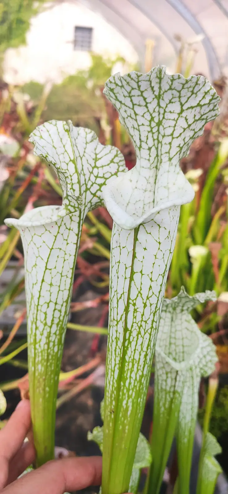Sarracenia leucophylla var. alba 'Hurricane Creek White' clone 1A