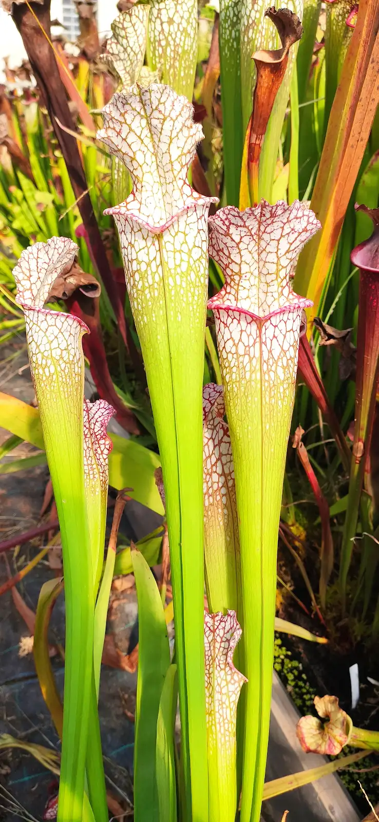 Sarracenia leucophylla