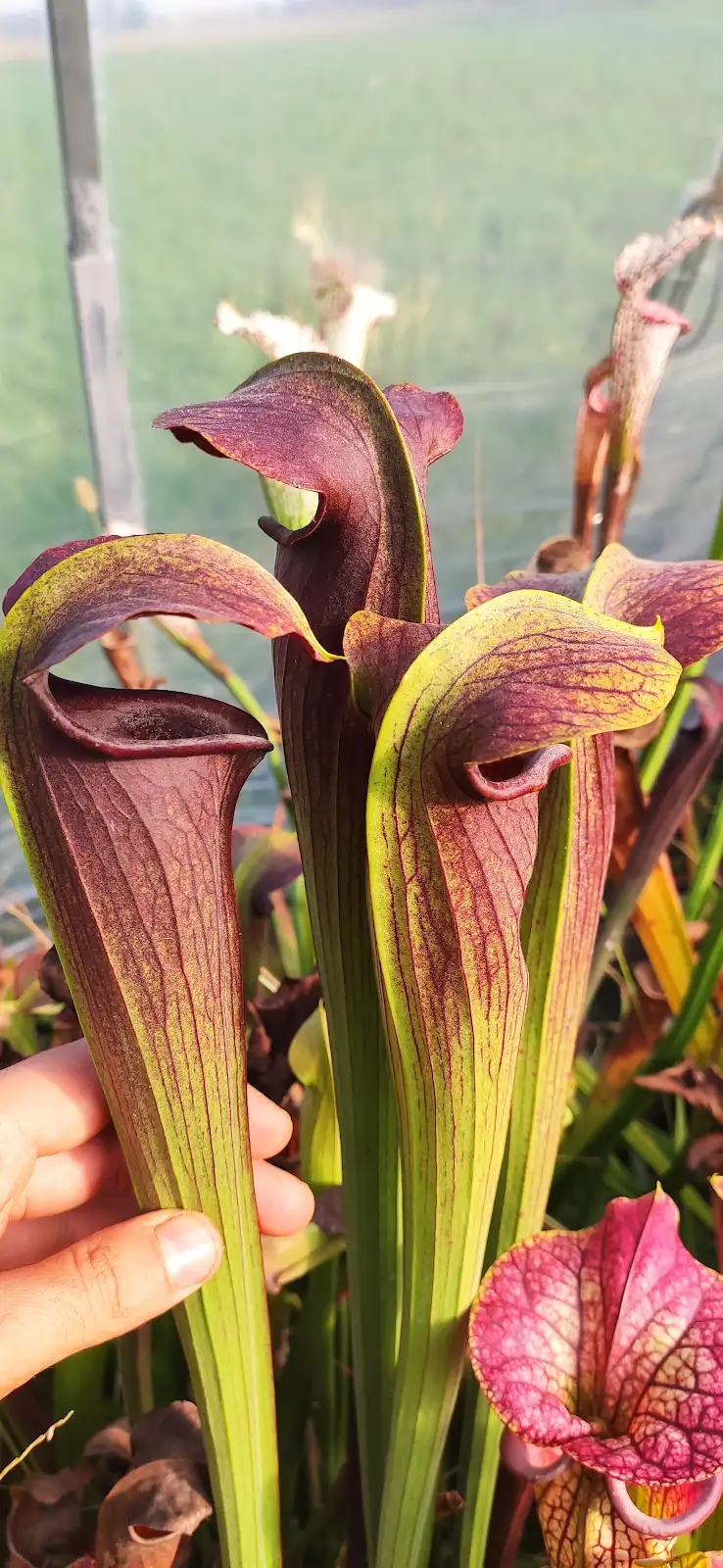 Sarracenia alata var nigropurpurea, giant