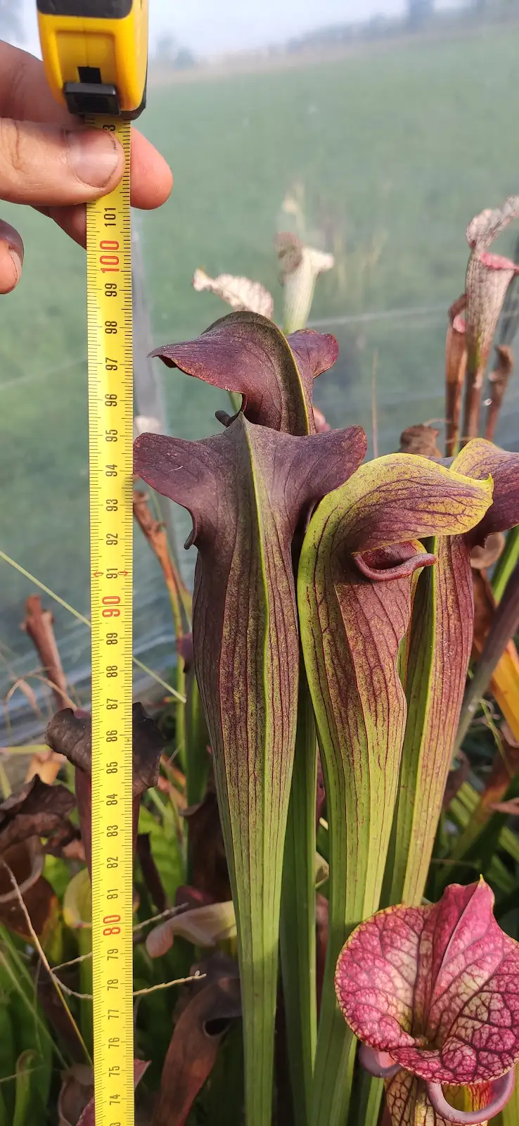 Sarracenia alata var nigropurpurea, giant