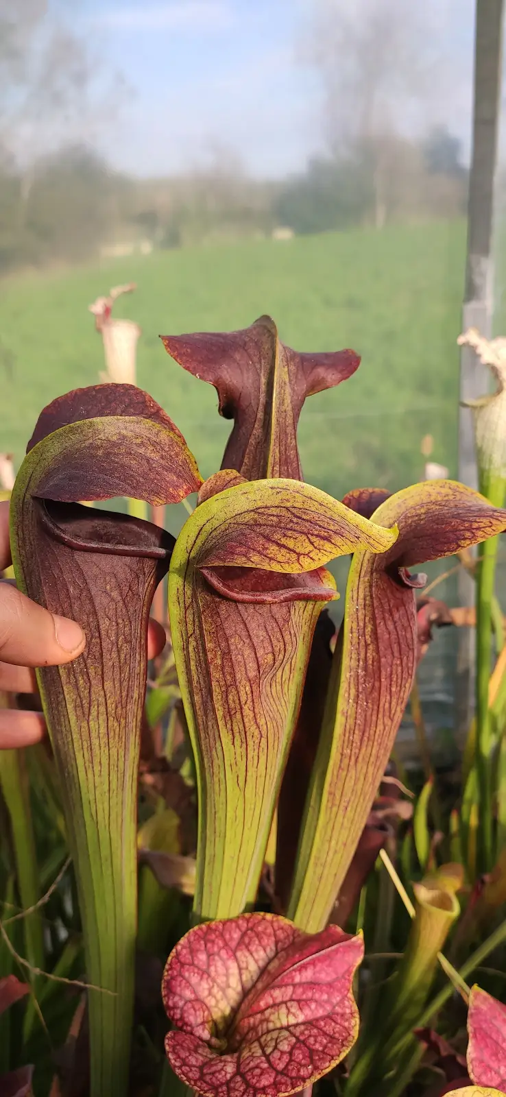 Sarracenia alata var nigropurpurea, giant