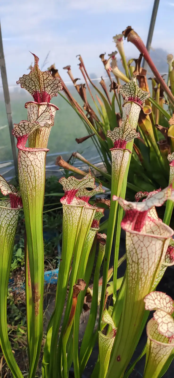 Sarracenia x (leuco pubescent x Leah Wilkerson) clone 3