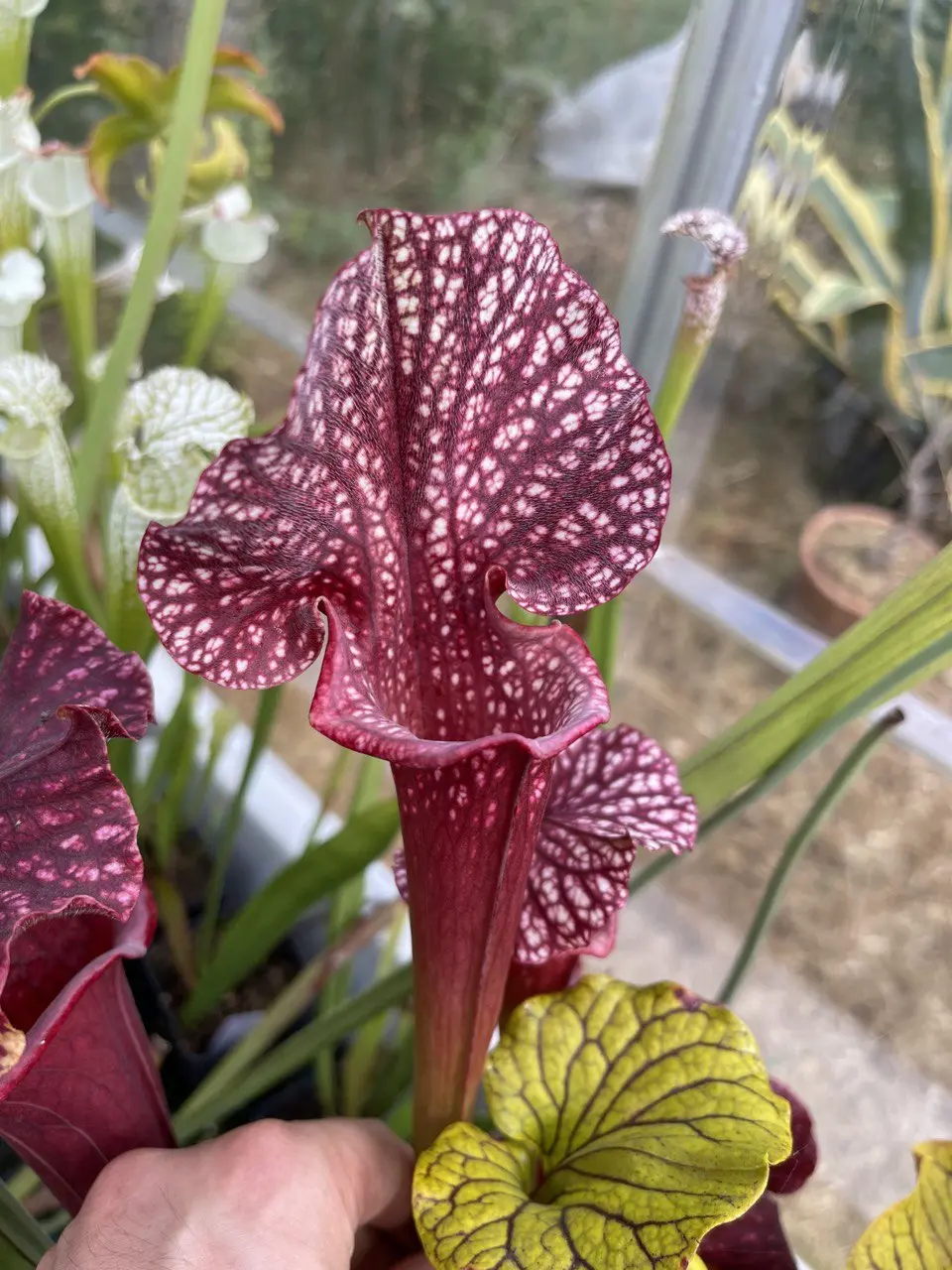 Sarracenia x "Jelly"