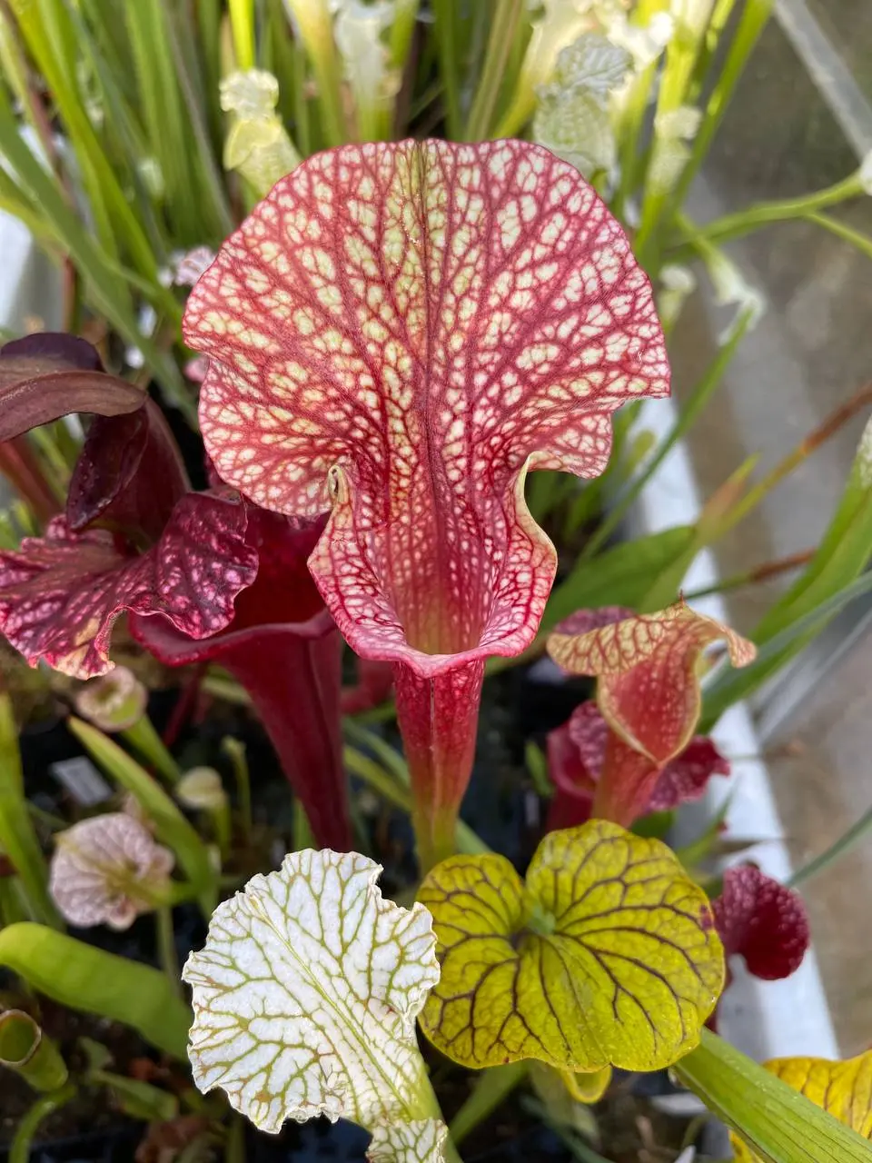 Sarracenia x "Jelly"