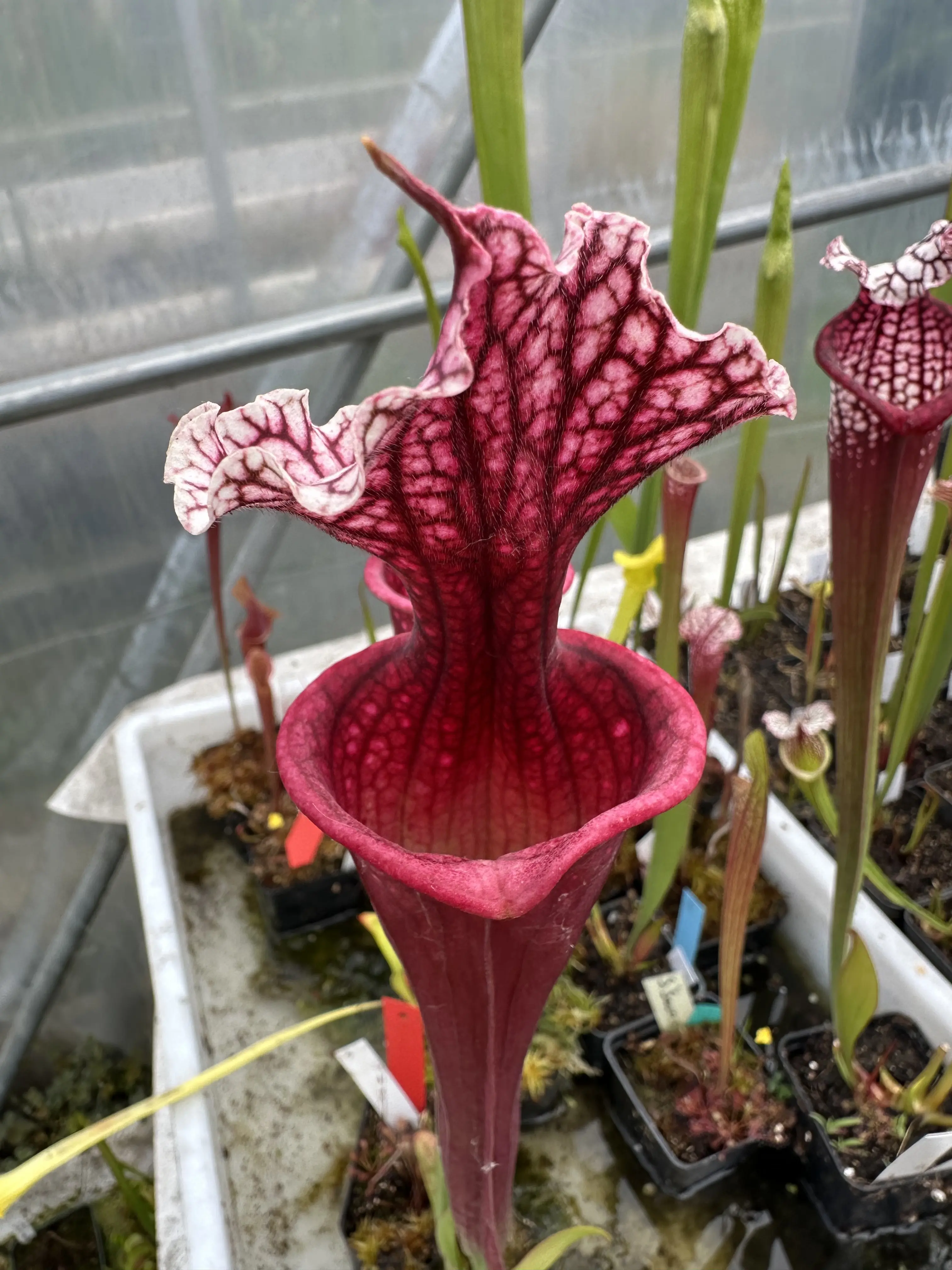 Sarracenia (moorei 'Wilkerson's White Knight' x 'Wilkerson's Red') 
