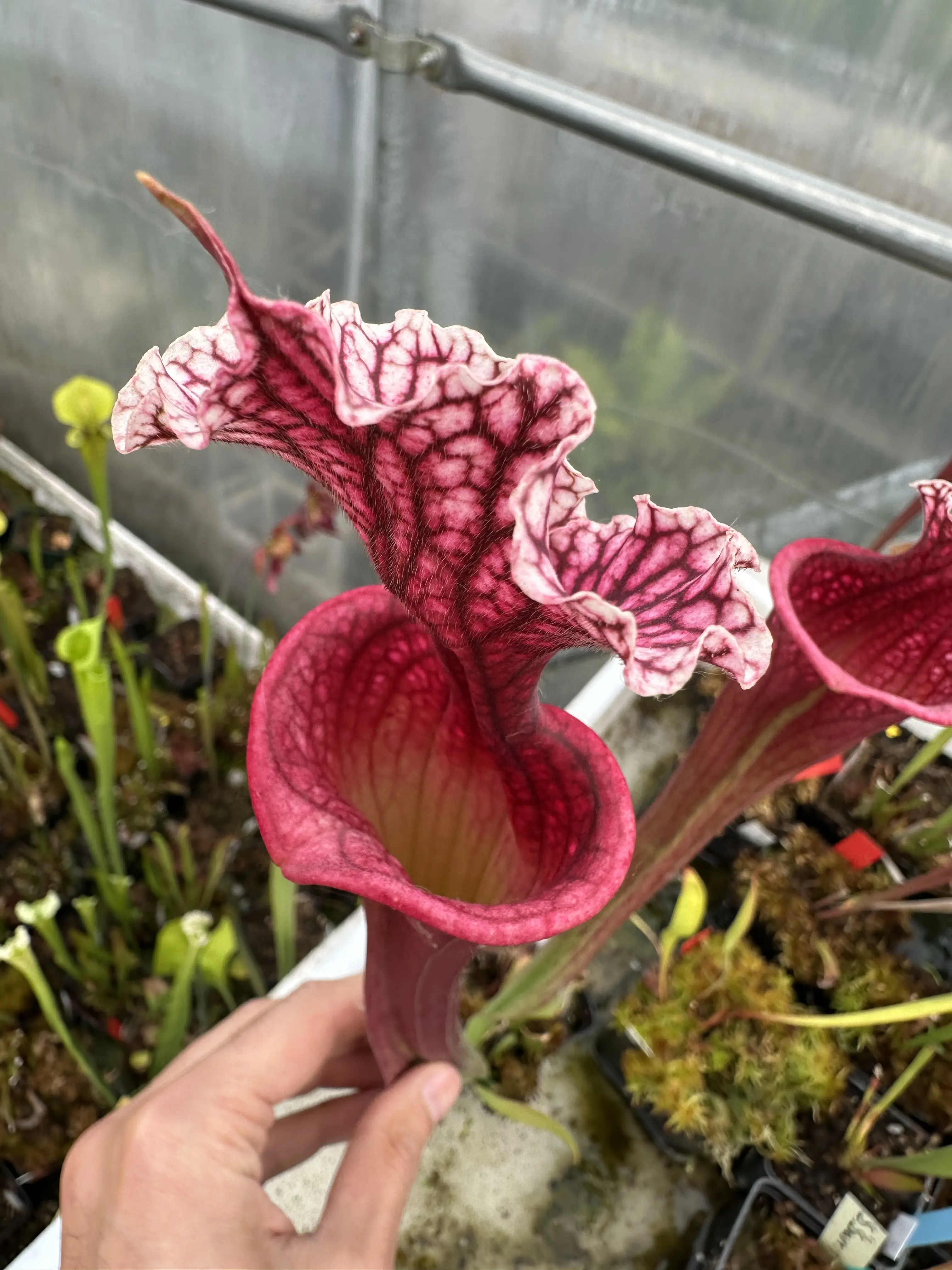 Sarracenia (moorei 'Wilkerson's White Knight' x 'Wilkerson's Red') 