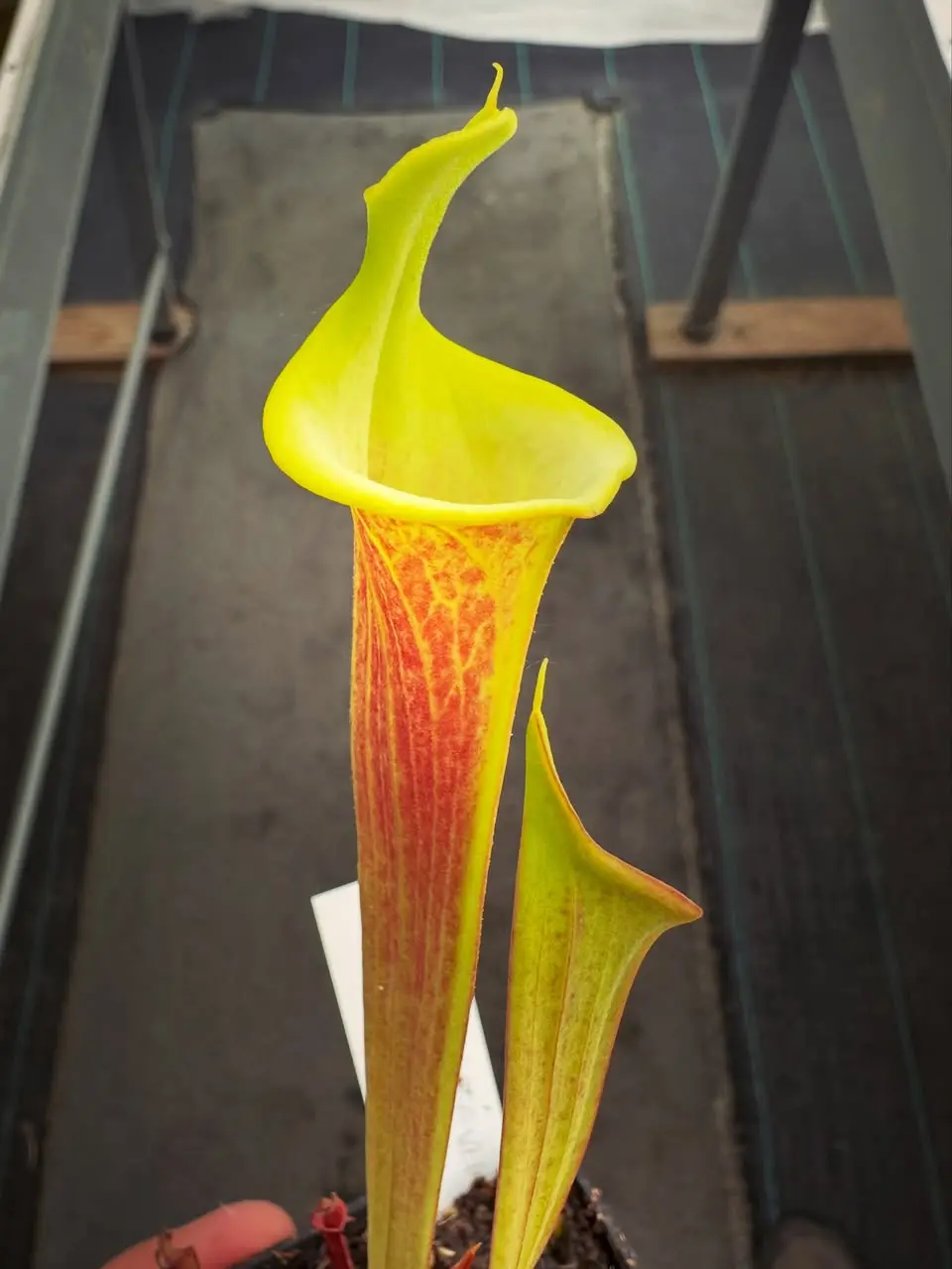Sarracenia flava “Sprouse’s Heritage”, lidless, inverse veins and dwarf 