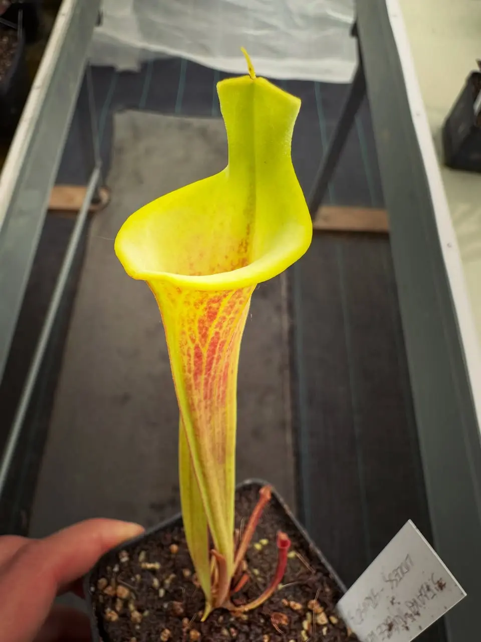 Sarracenia flava “Sprouse’s Heritage”, lidless, inverse veins and dwarf 