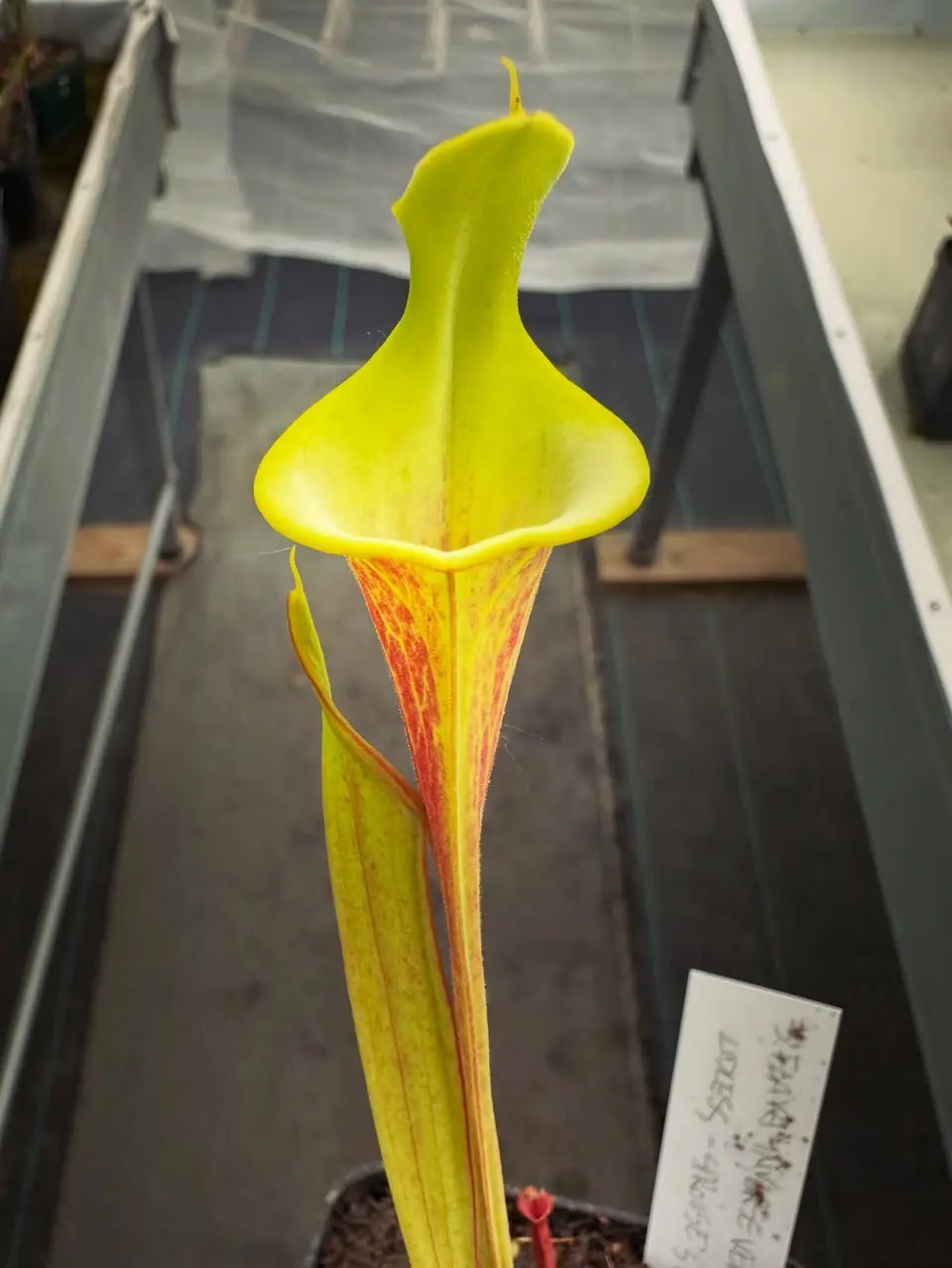 Sarracenia flava “Sprouse’s Heritage”, lidless, inverse veins and dwarf 
