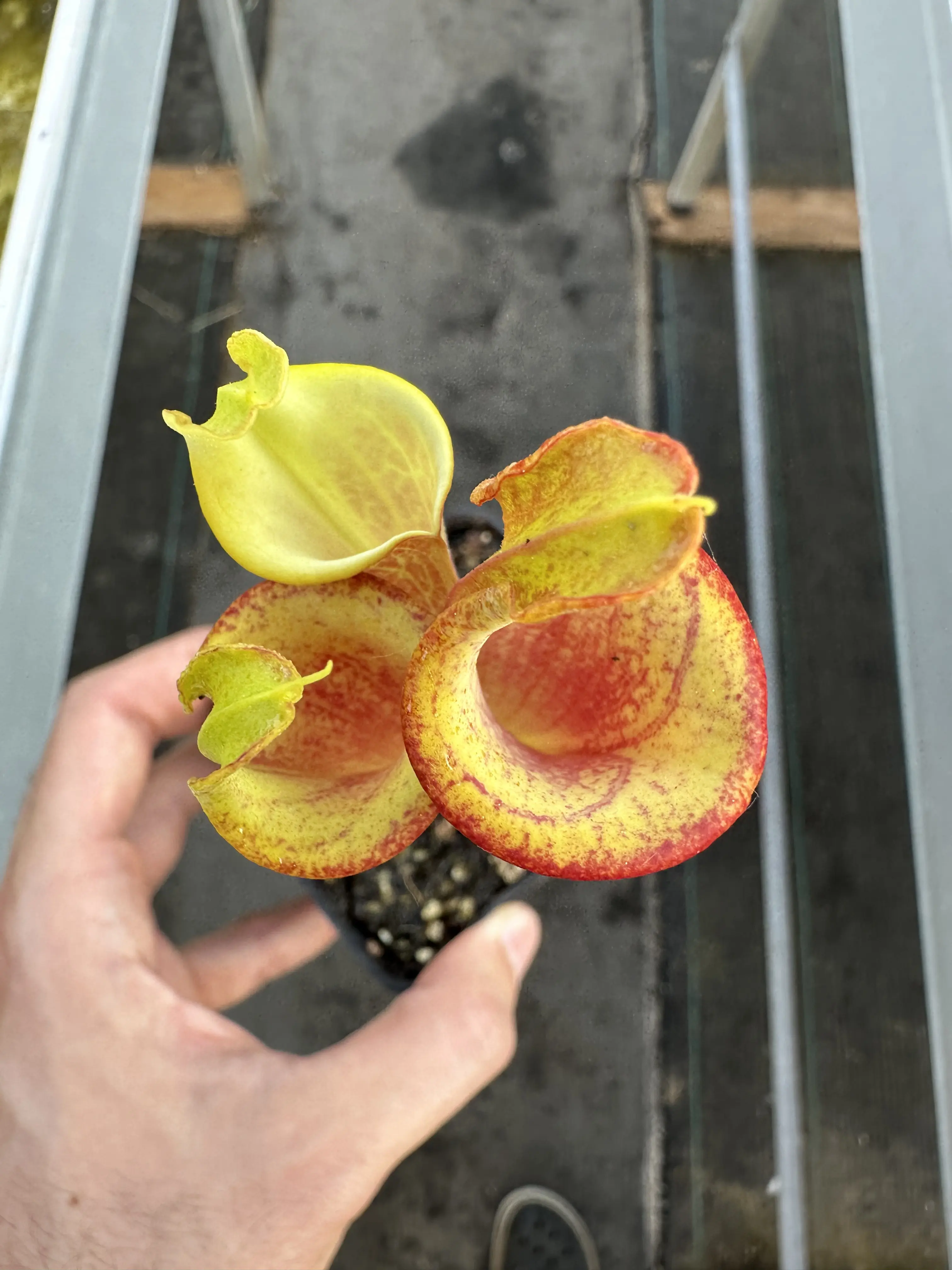 Sarracenia flava “Sprouse’s Heritage”, lidless, inverse veins and dwarf 