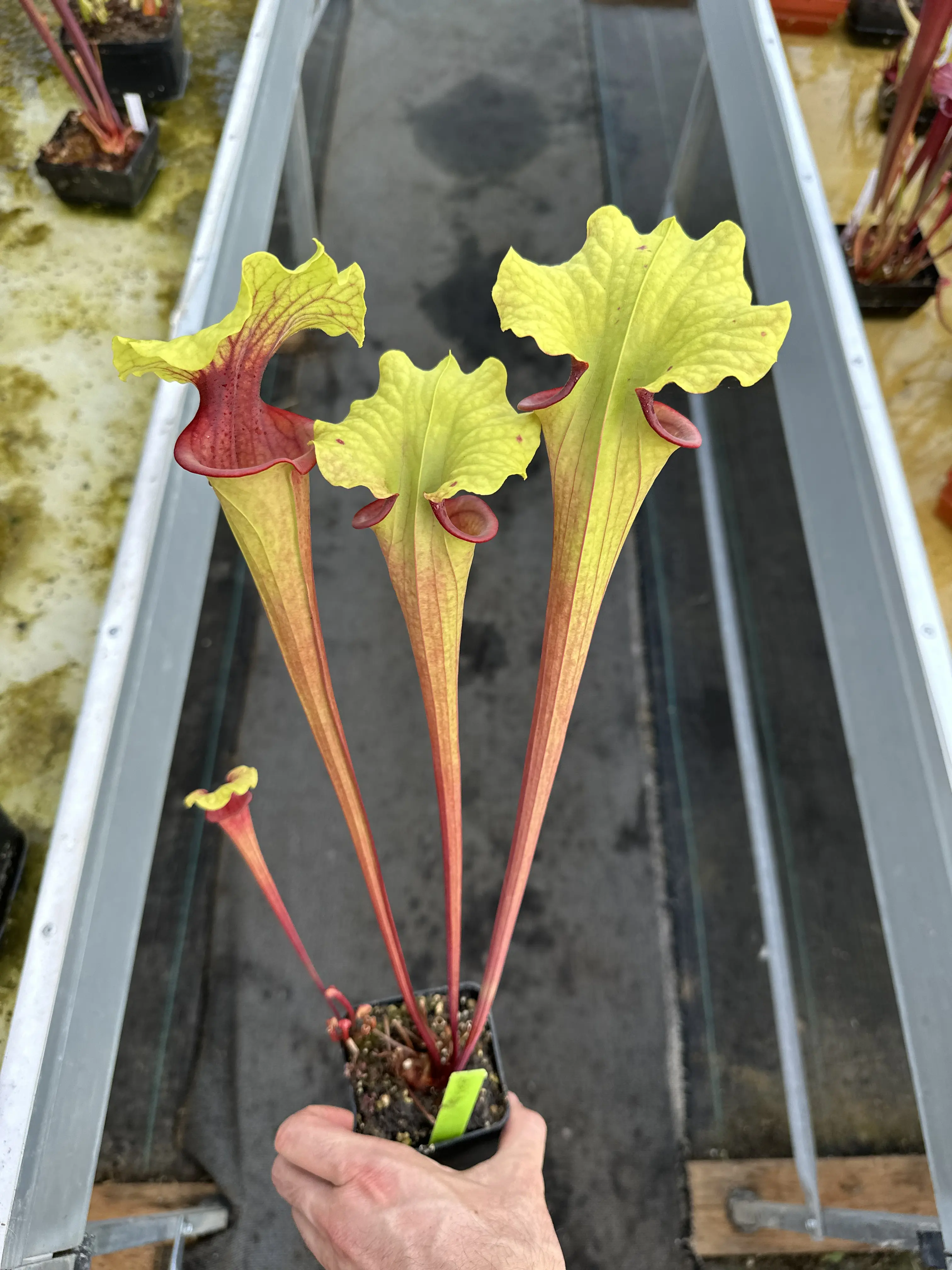 Sarracenia x "Hellraiser"