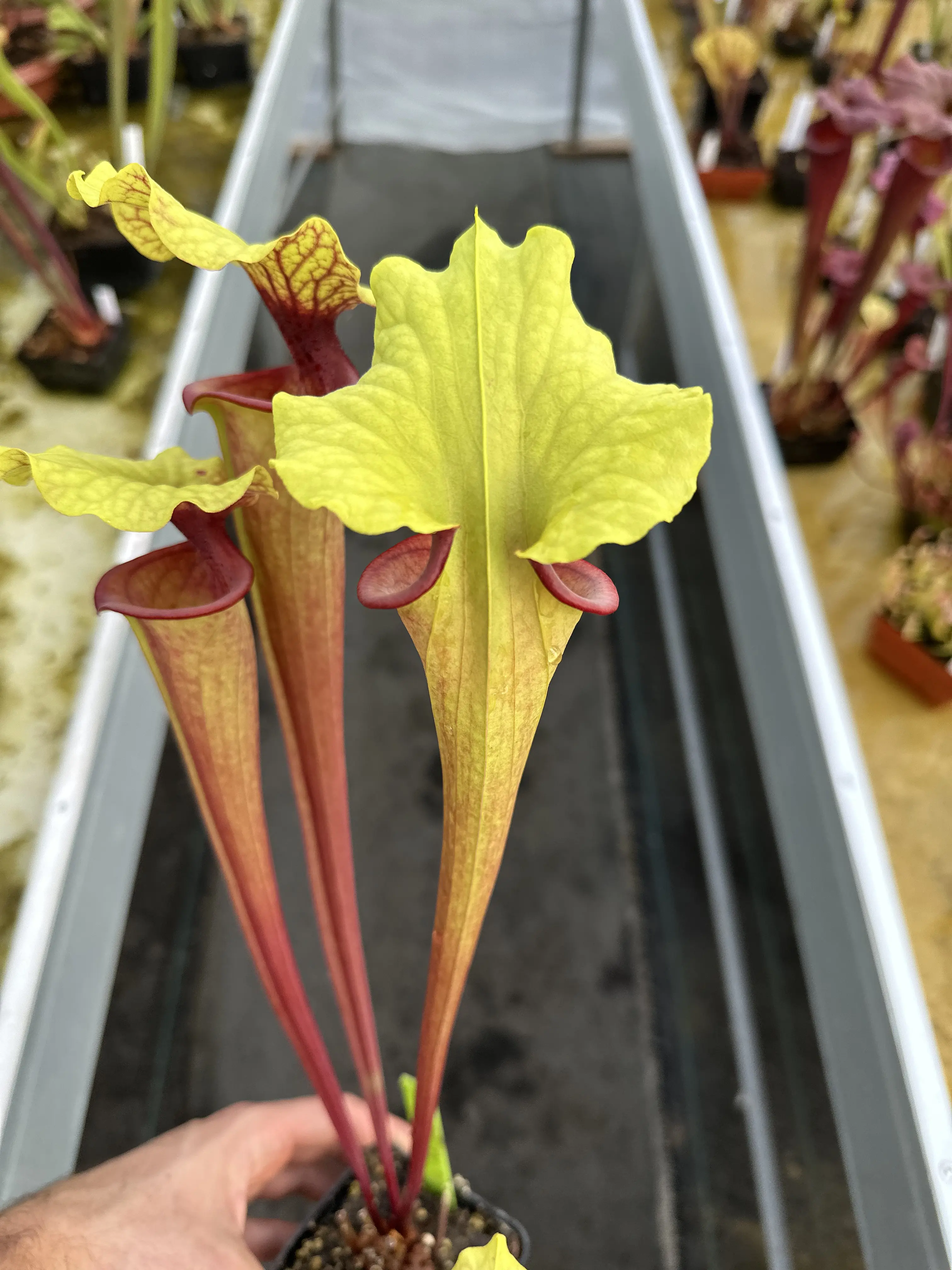 Sarracenia x "Hellraiser"