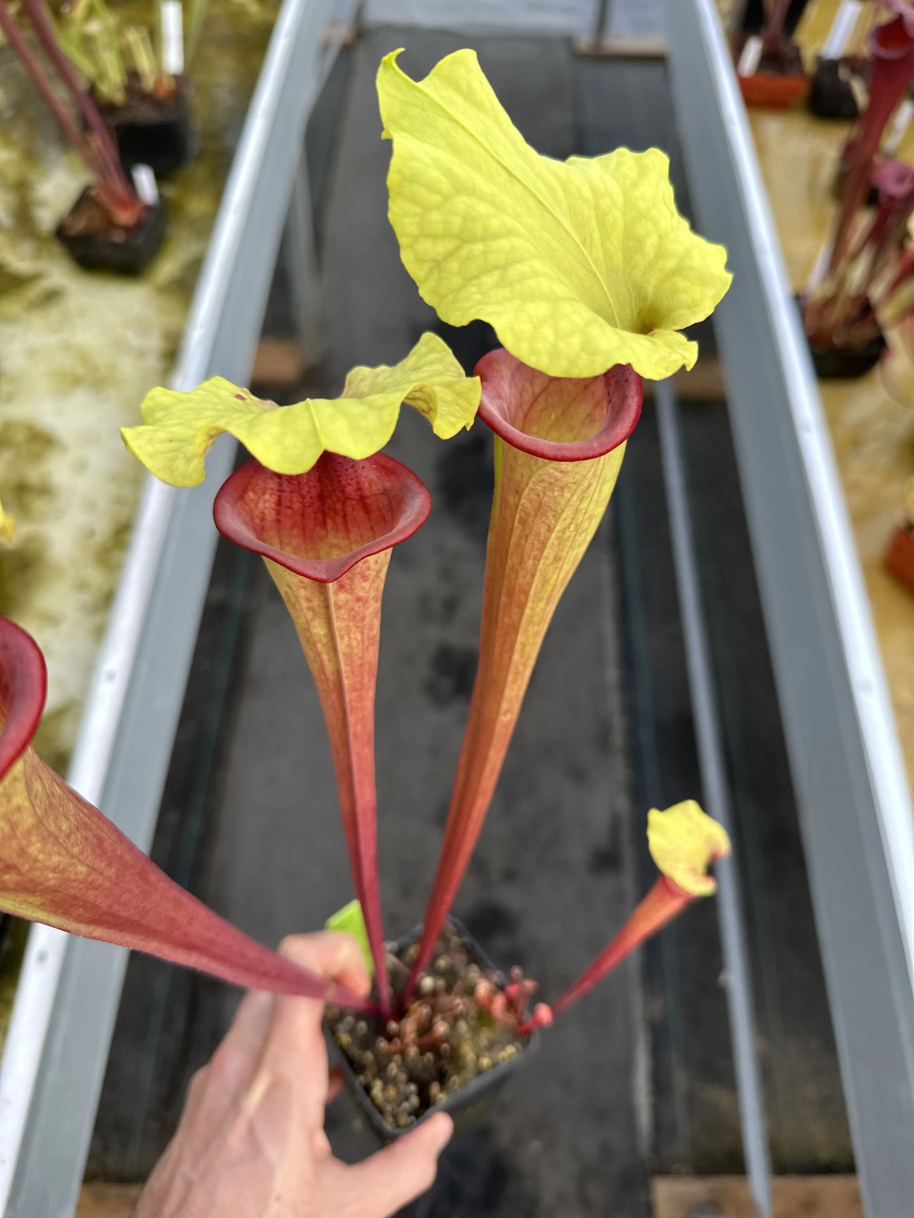 Sarracenia x "Hellraiser"