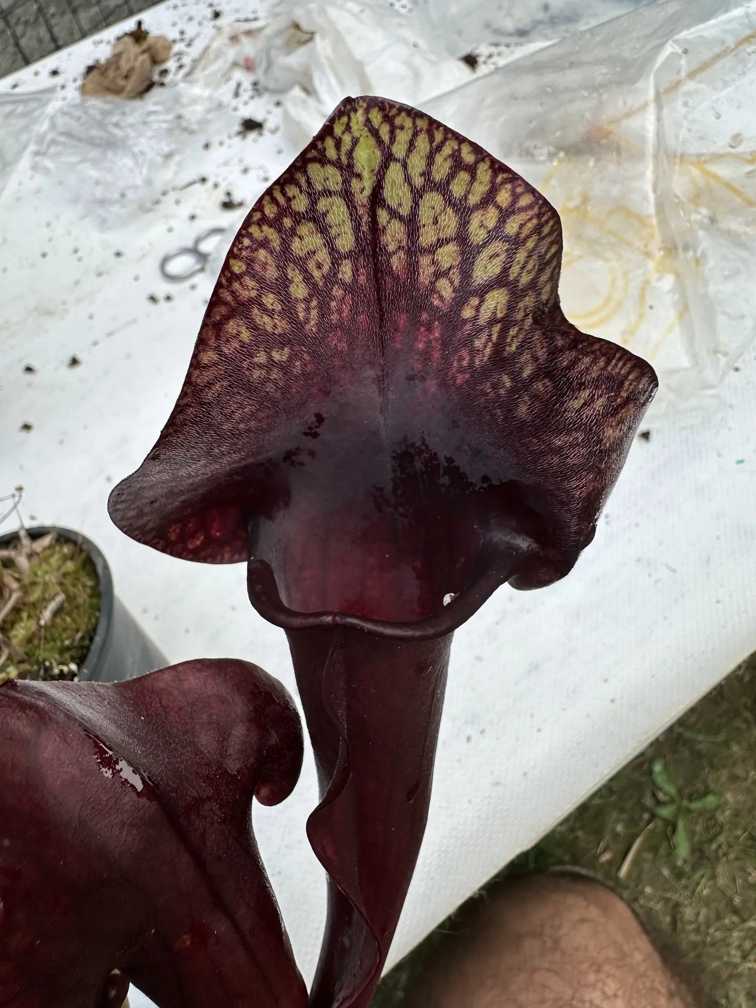 Sarracenia x hybrid extremely dark