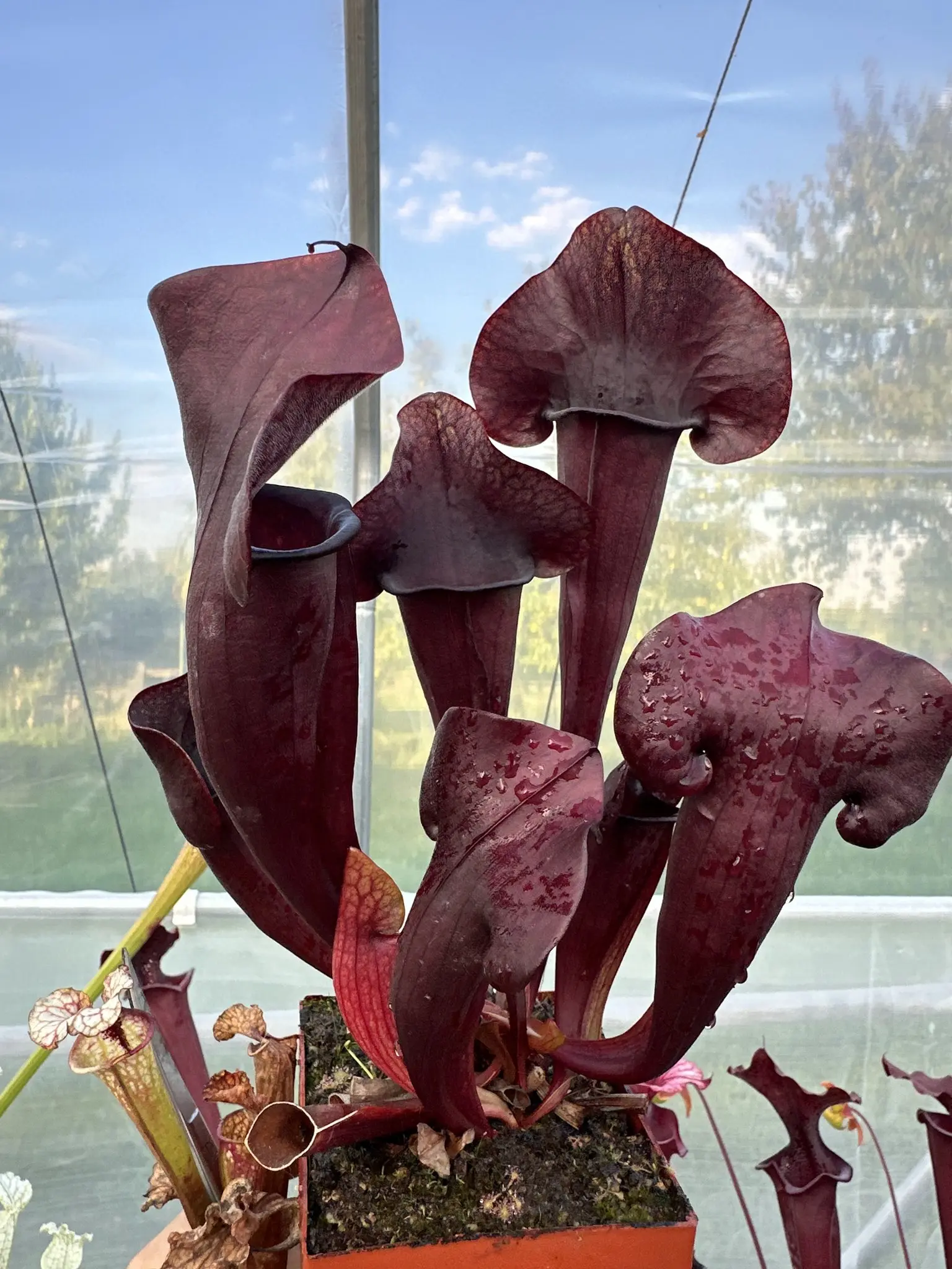 Sarracenia x hybrid extremely dark