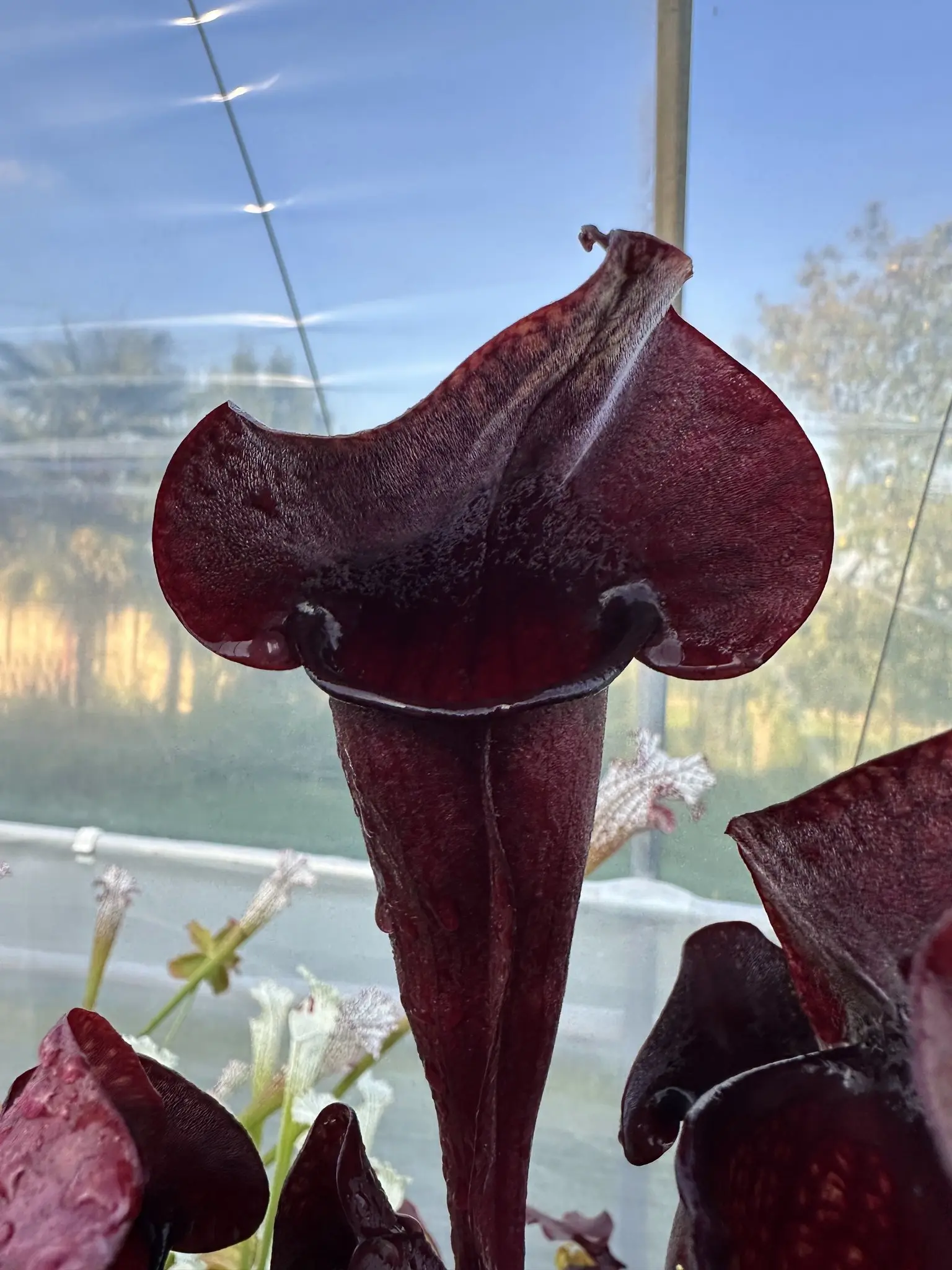 Sarracenia x hybrid extremely dark