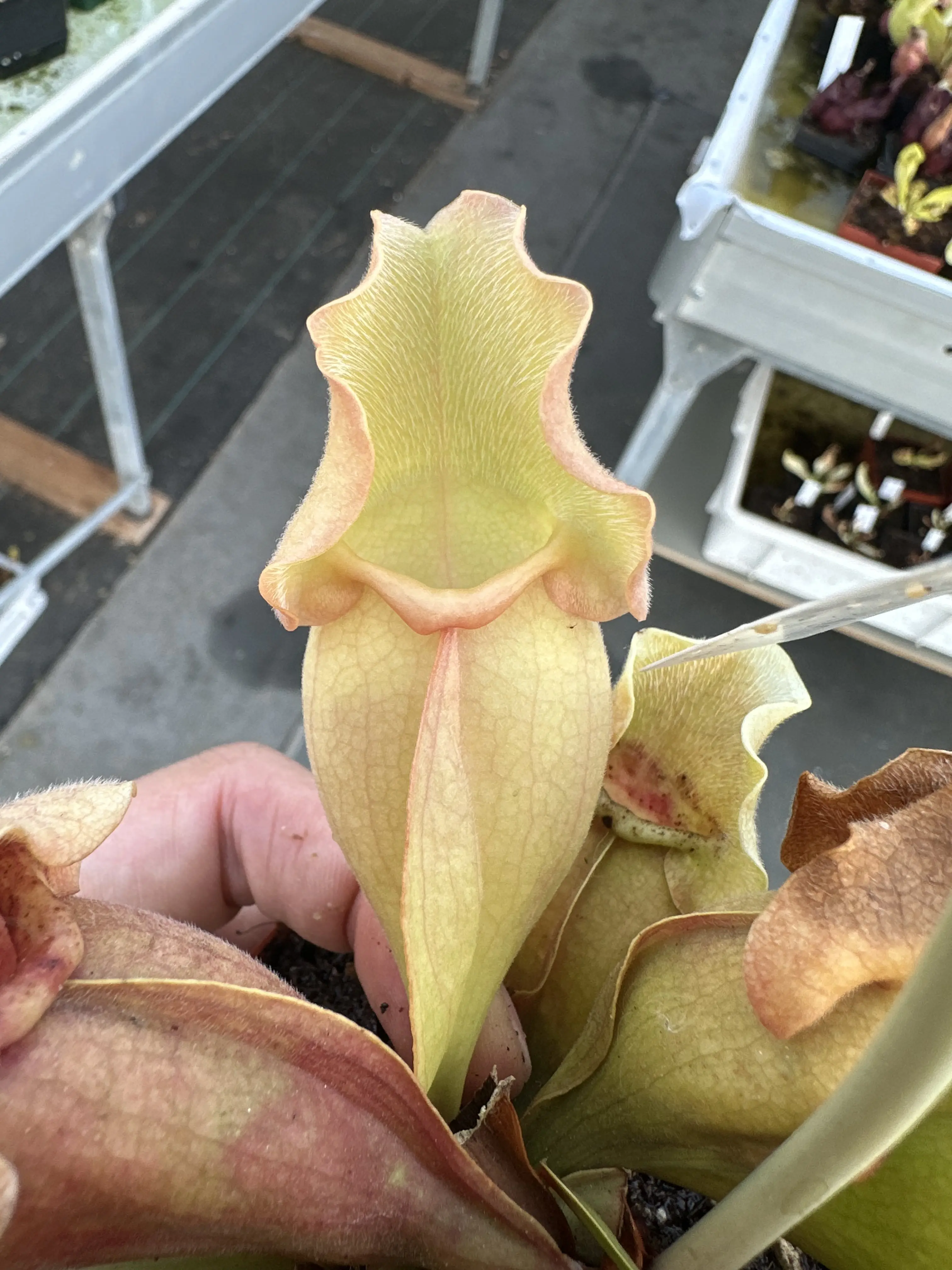 Sarracenia purpurea ssp. venosa var. burkii veinless form, clone 3