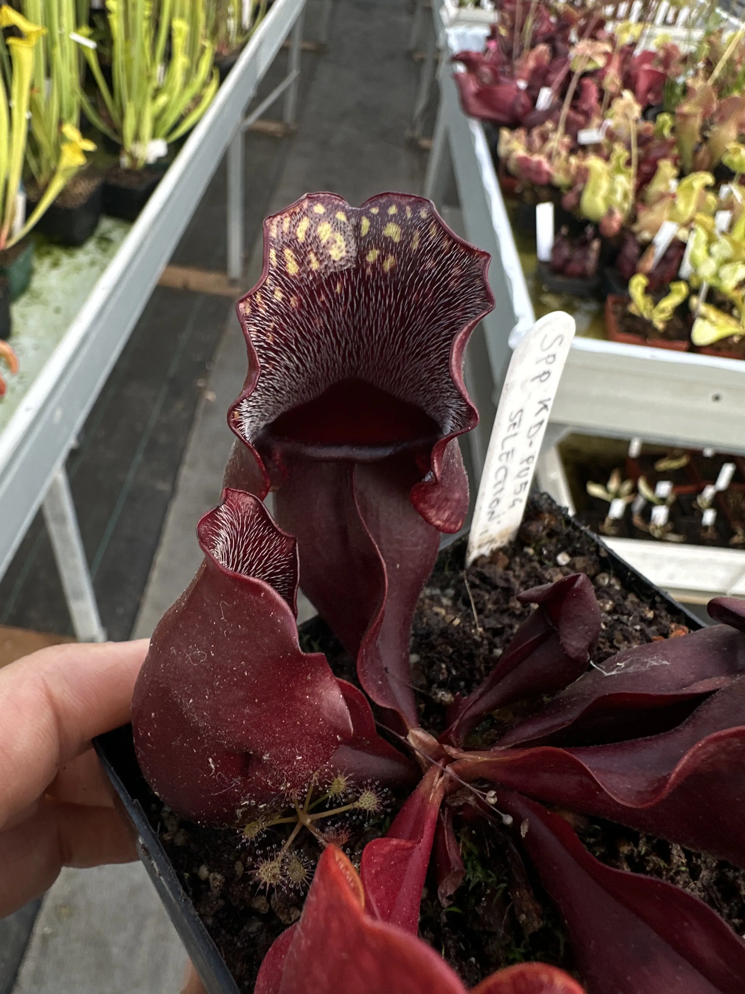 Sarracenia purpurea ssp. purpurea, dark selection
