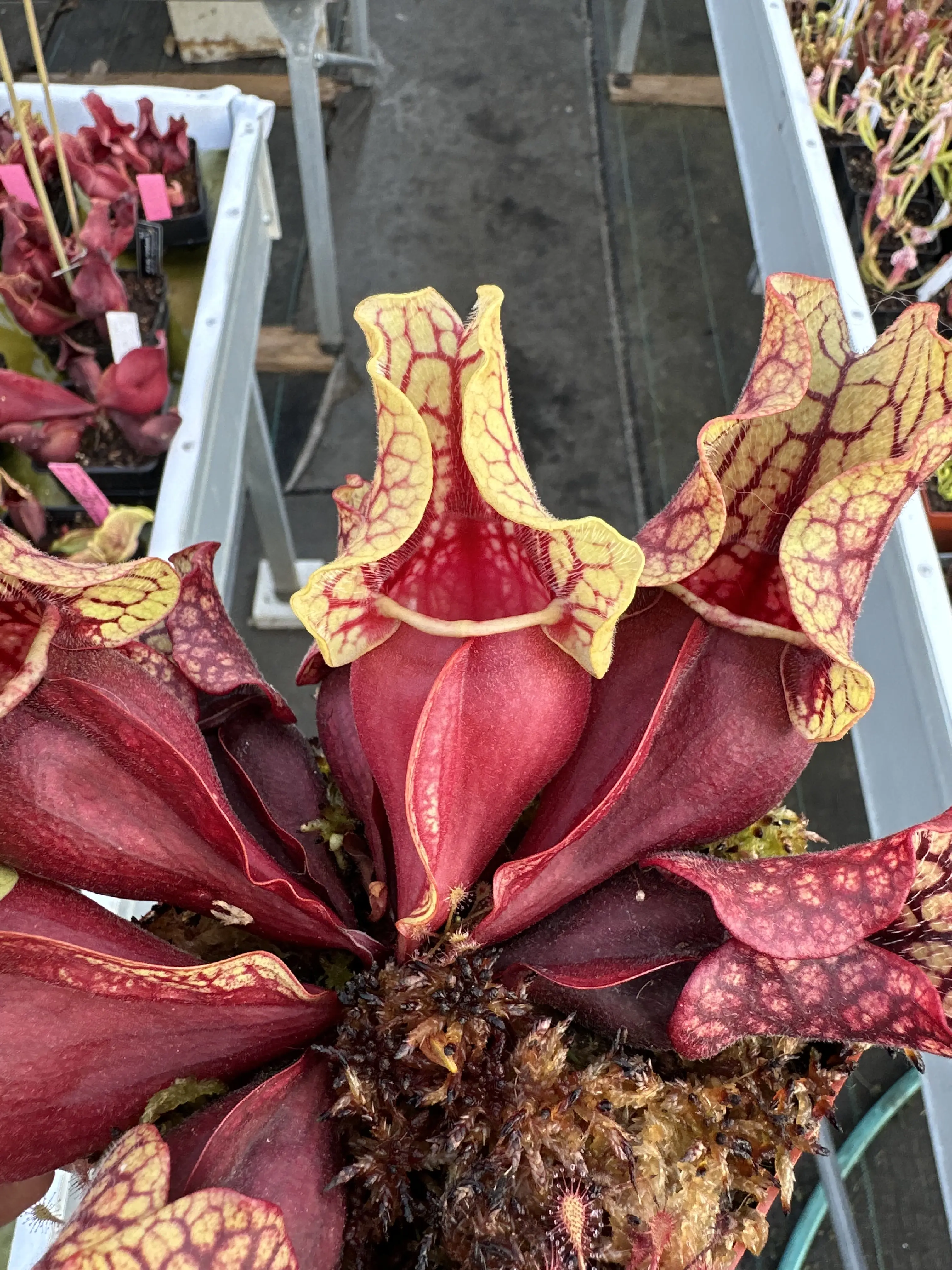 Sarracenia purpurea ssp. venosa 'Belly of blood'