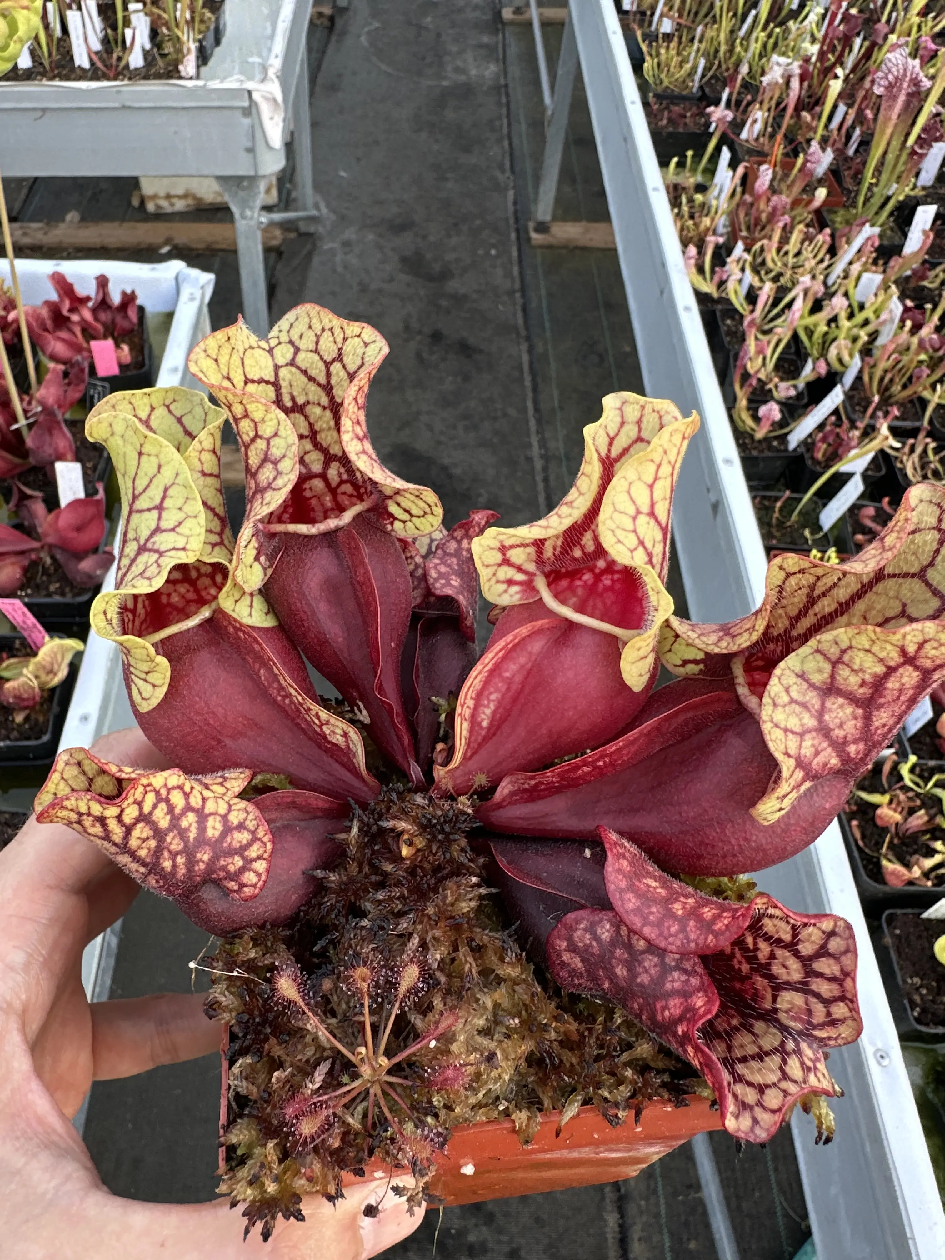 Sarracenia purpurea ssp. venosa 'Belly of blood'