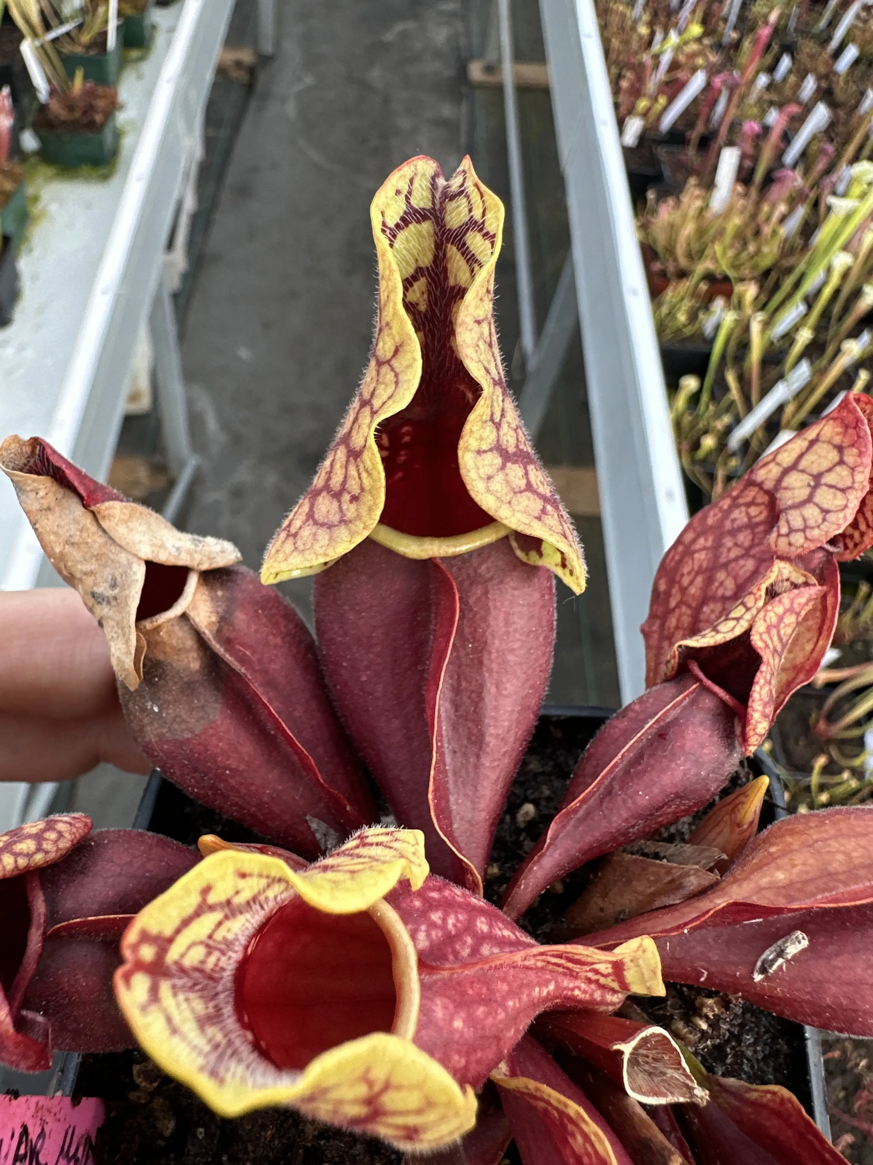Sarracenia purpurea venosa var.  montana