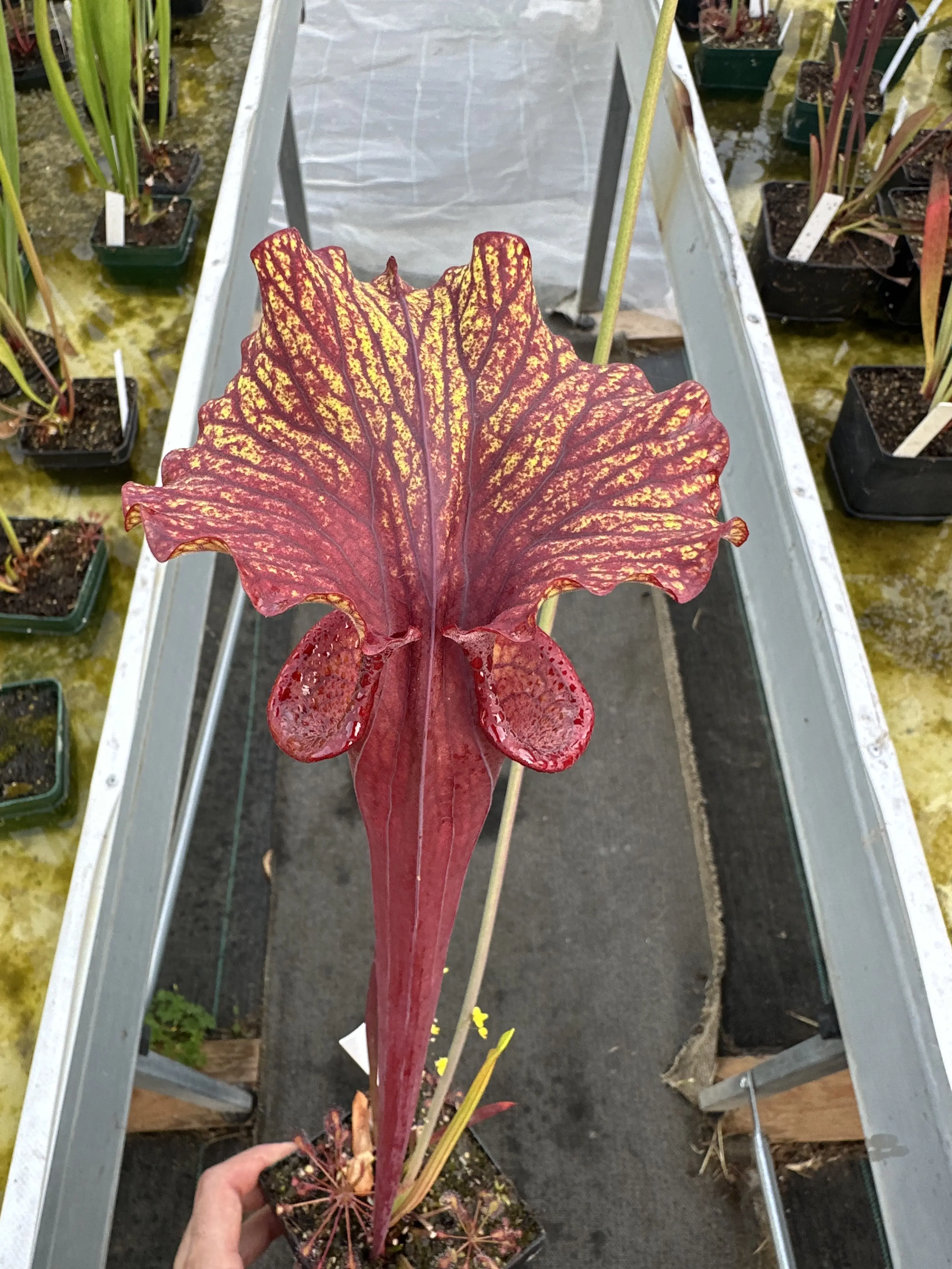 Sarracenia hybrid, similar to 'Chaos'