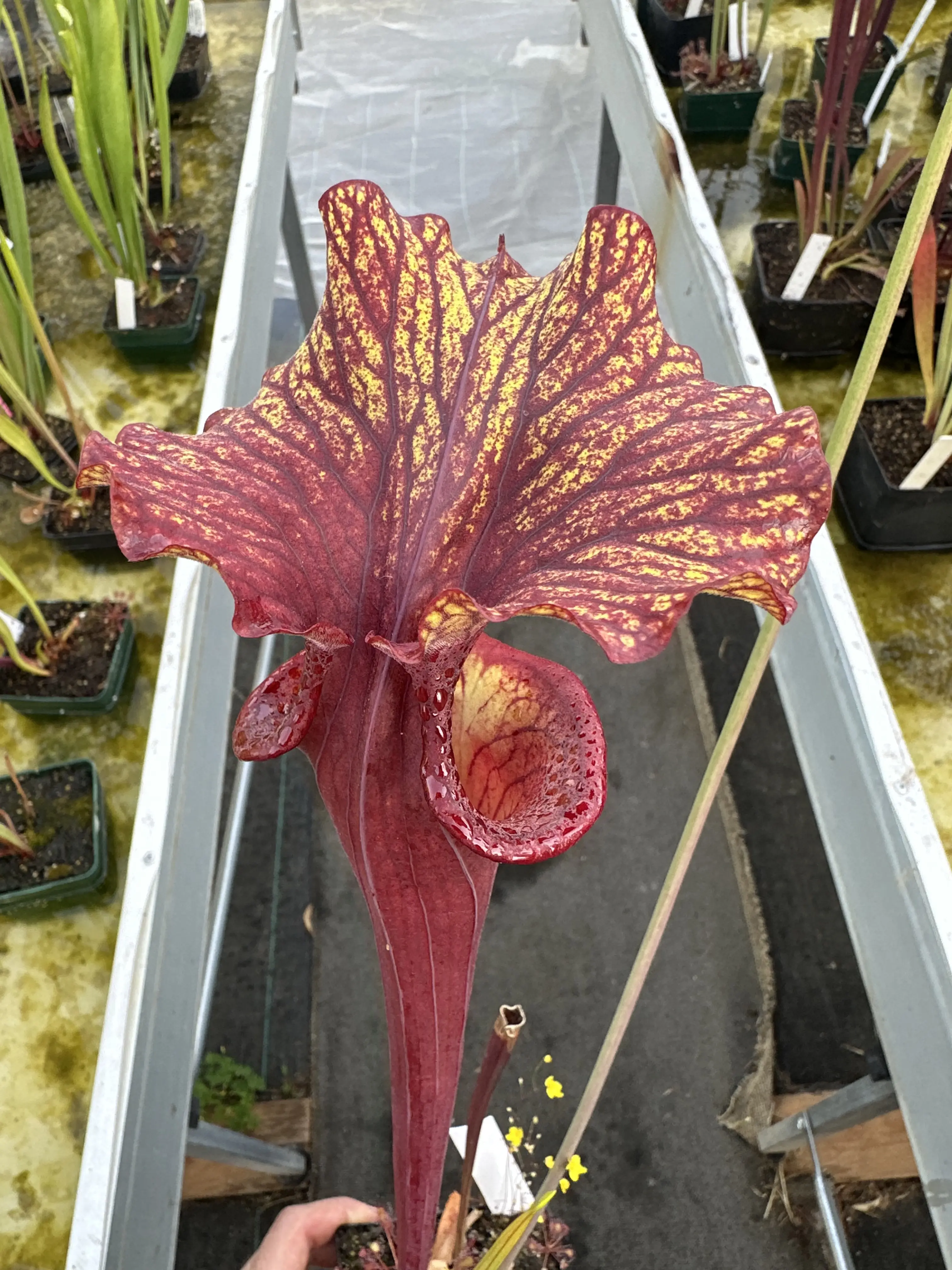 Sarracenia hybrid, similar to 'Chaos'