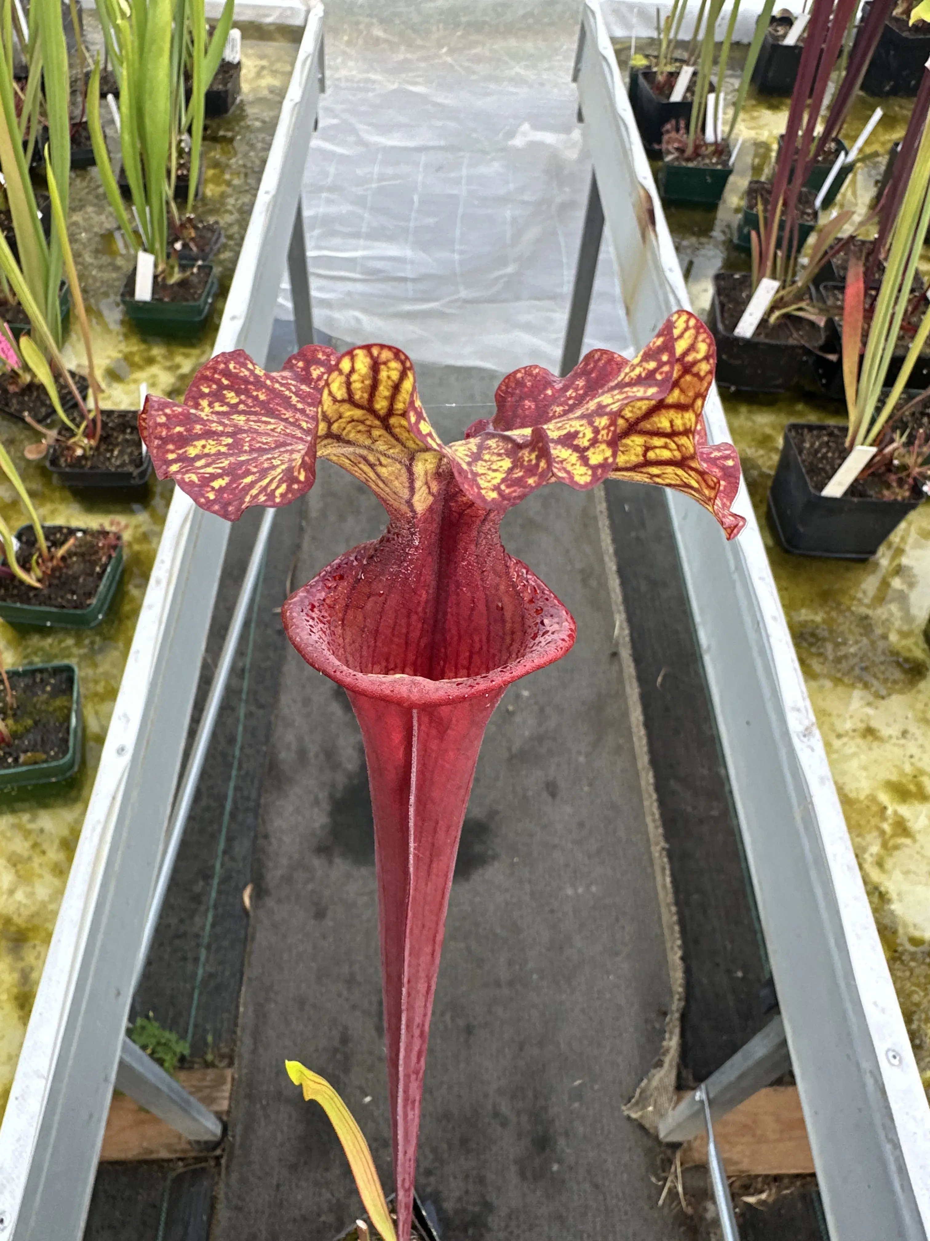 Sarracenia hybrid, similar to 'Chaos'