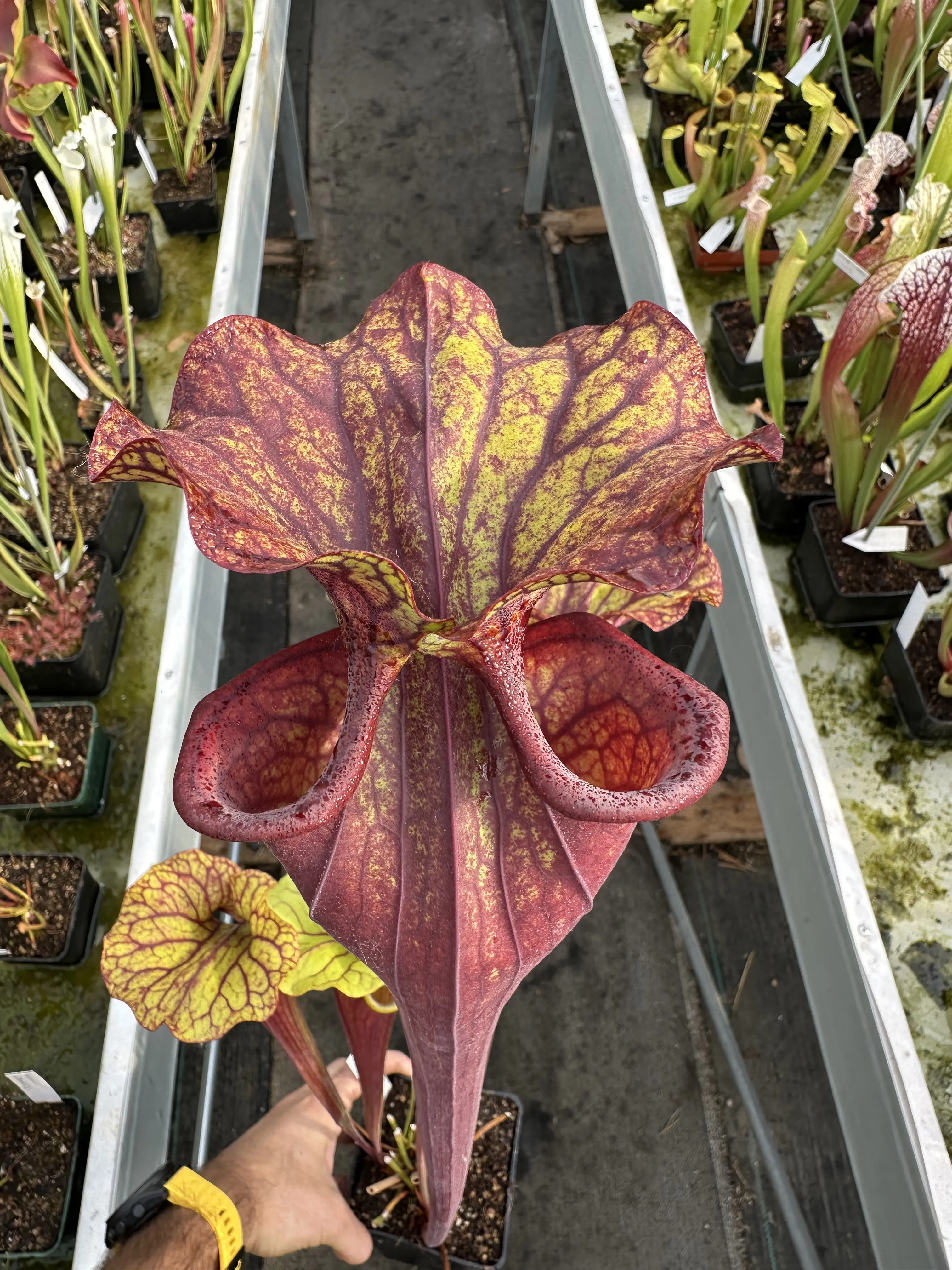 Sarracenia x "T-Shark"