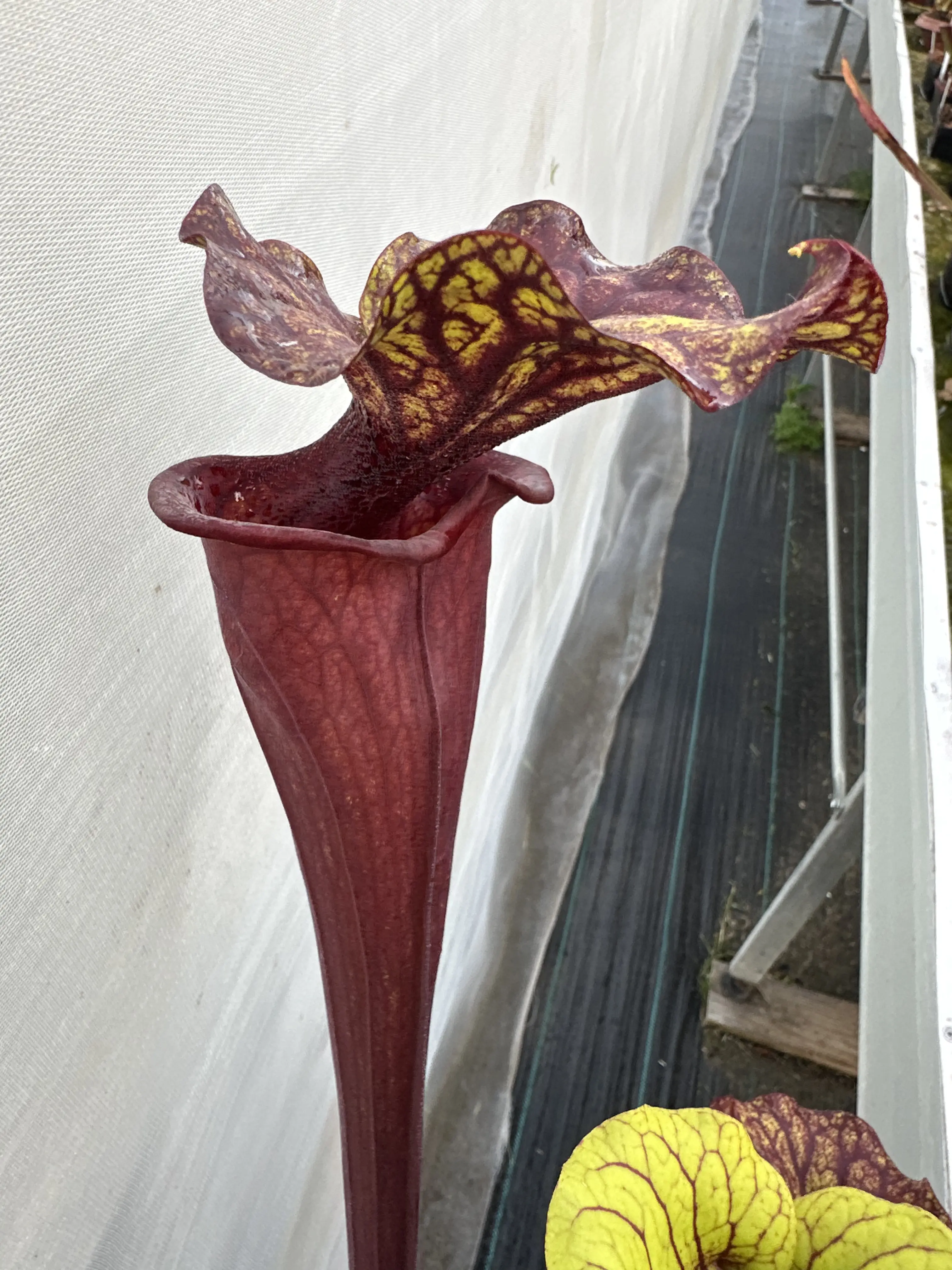 Sarracenia x "T-Shark"
