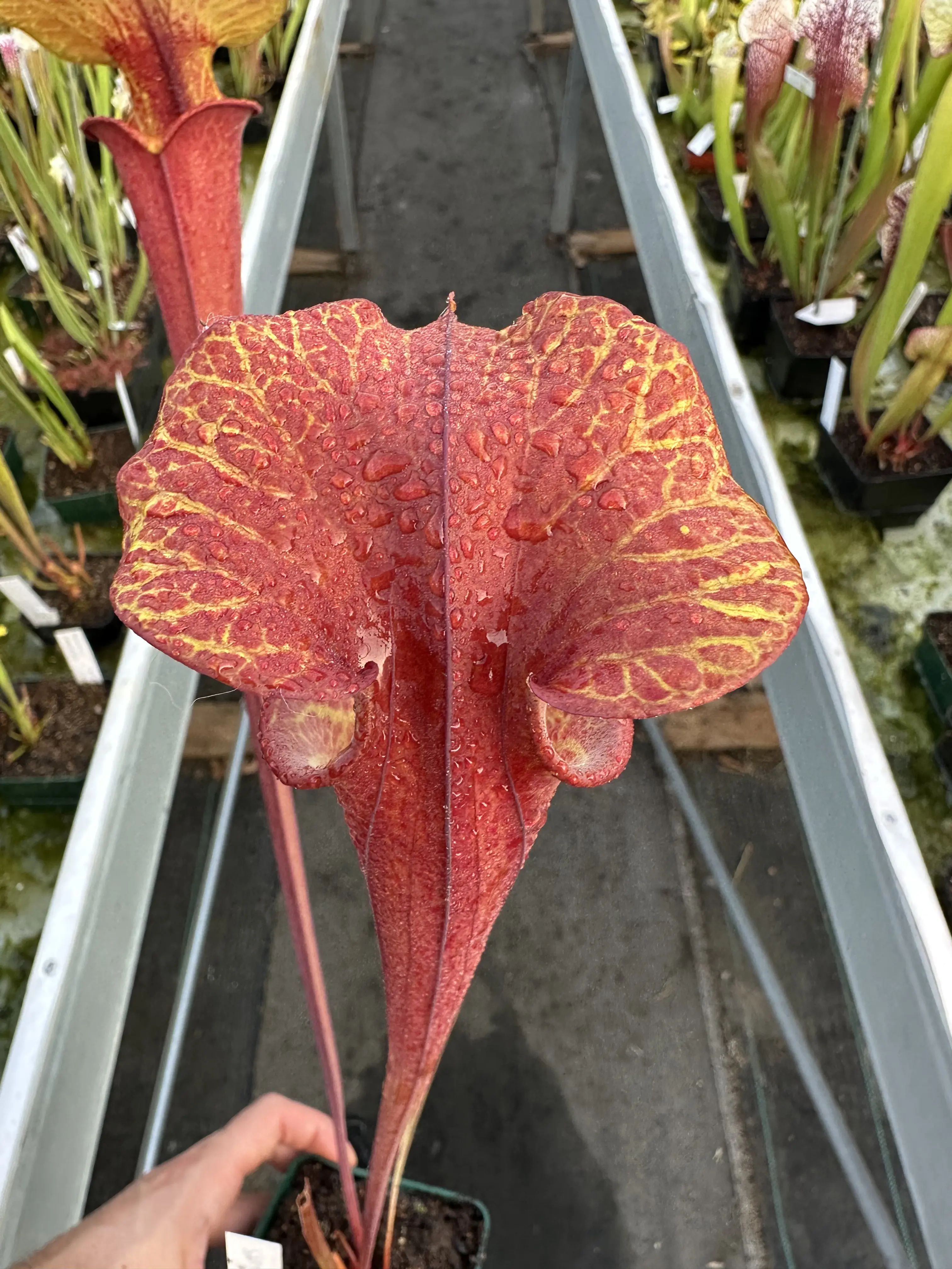 Sarracenia flava inverse veins, "Sven" best