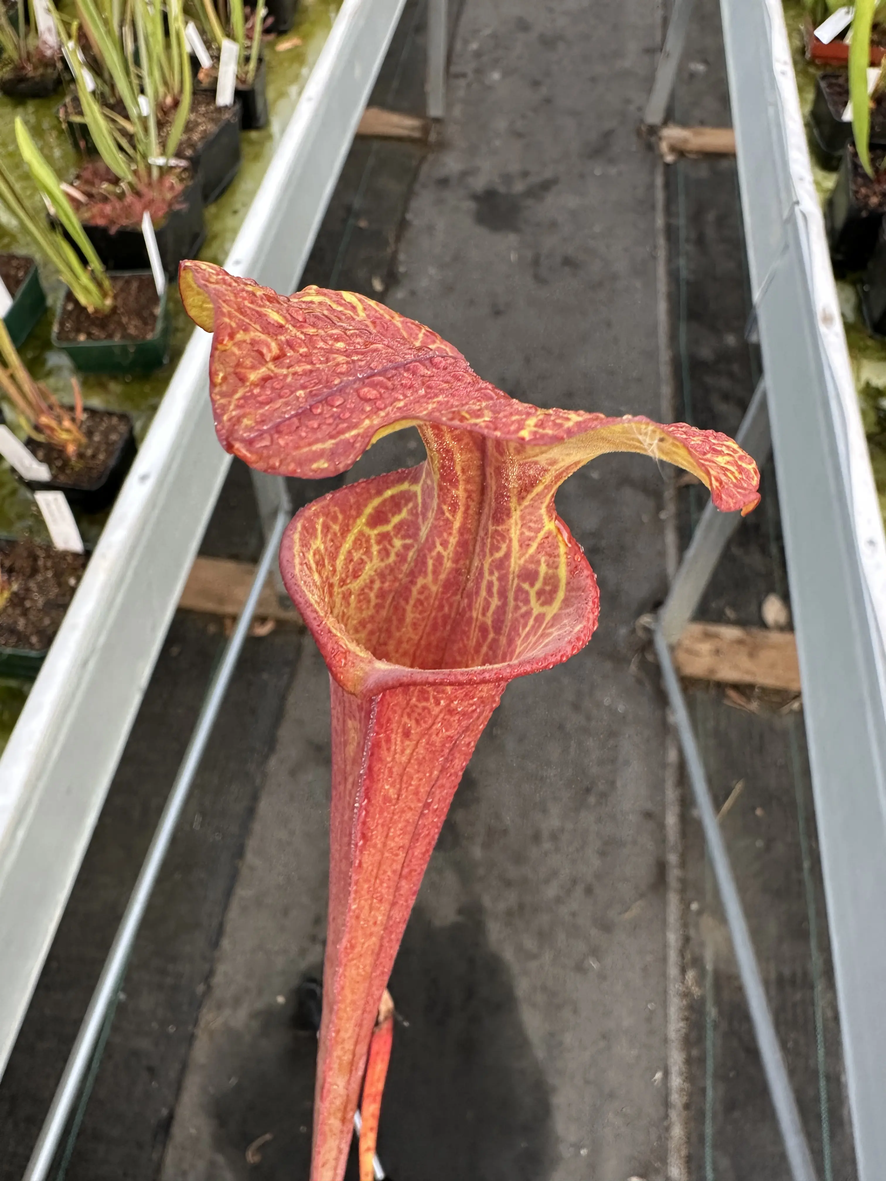 Sarracenia flava inverse veins, "Sven" best