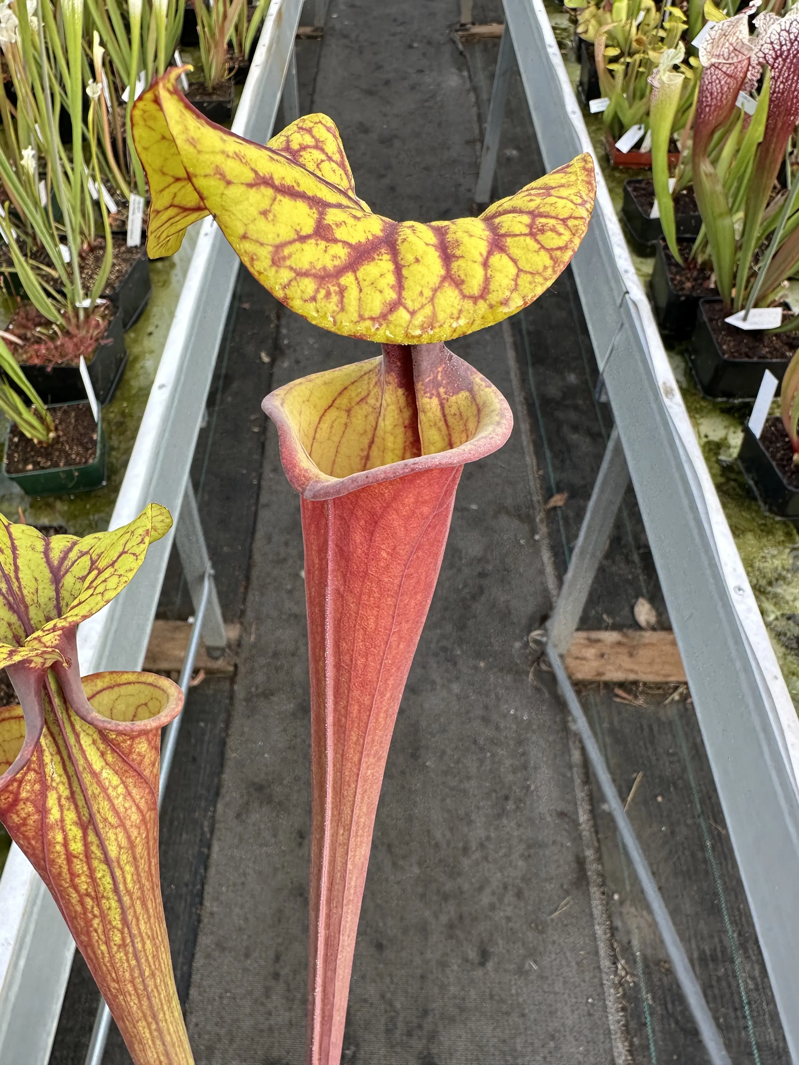 Sarracenia flava, dipping lid