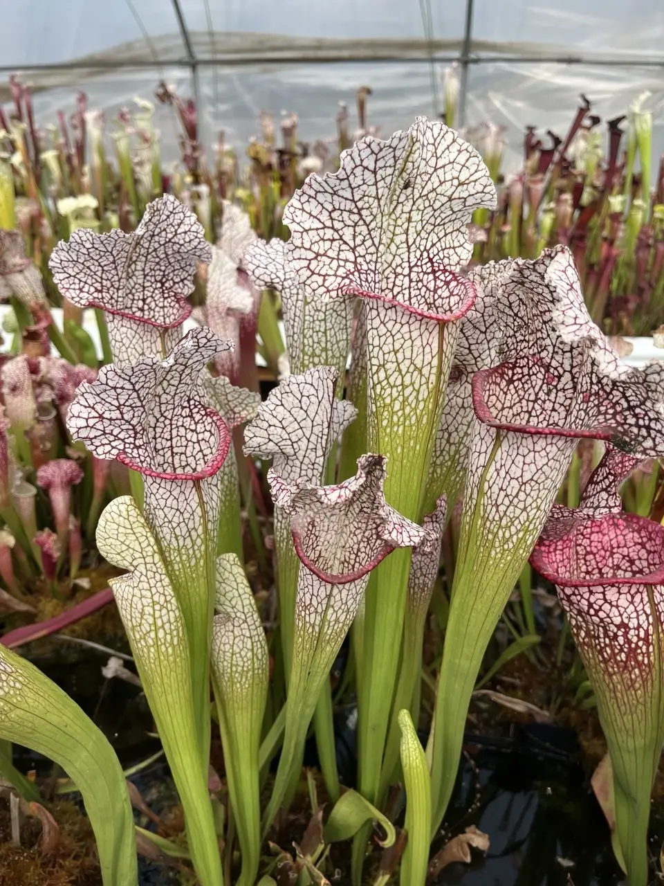 Sarracenia x "Tennis ball eater"