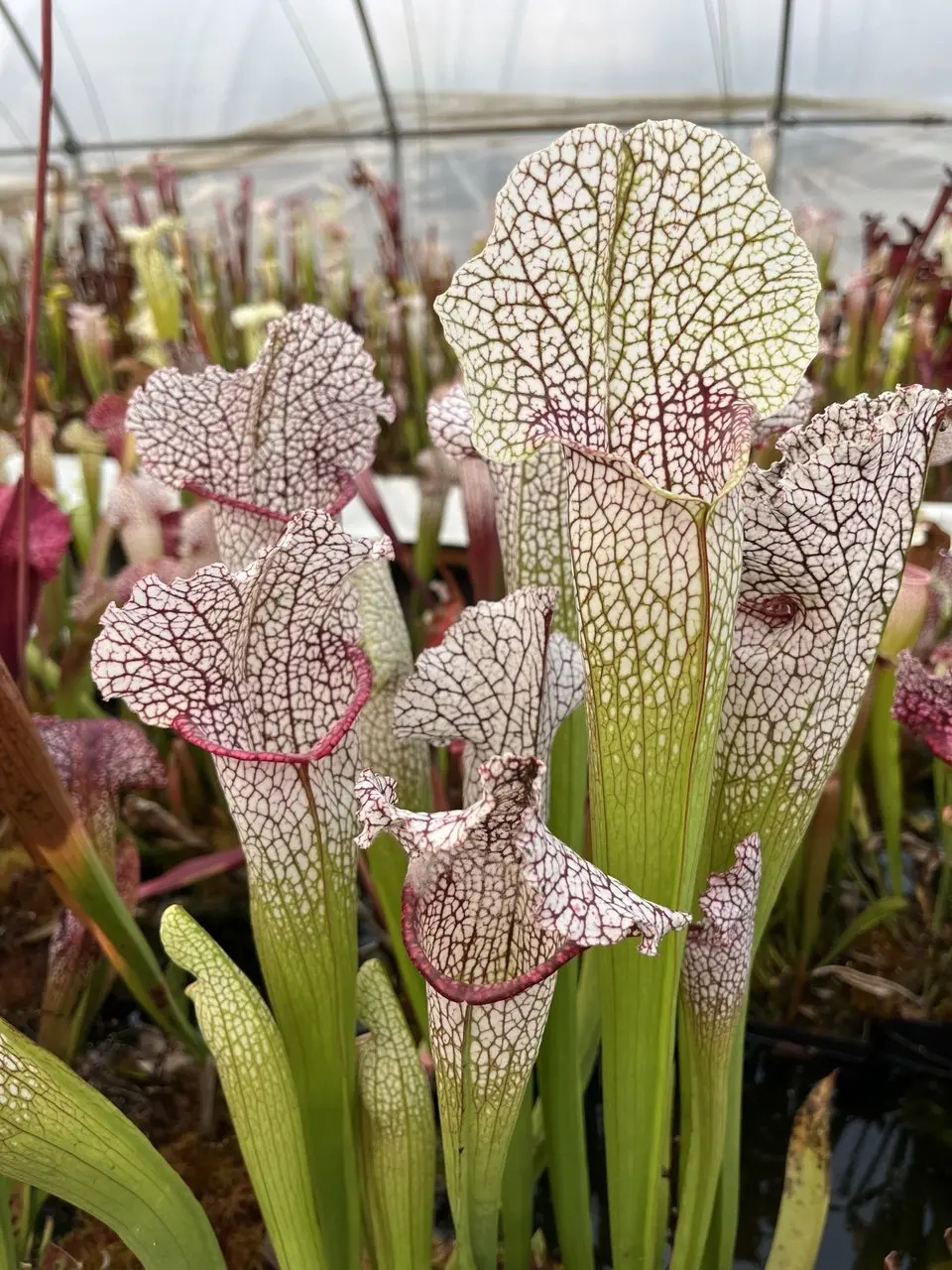Sarracenia x "Tennis ball eater"