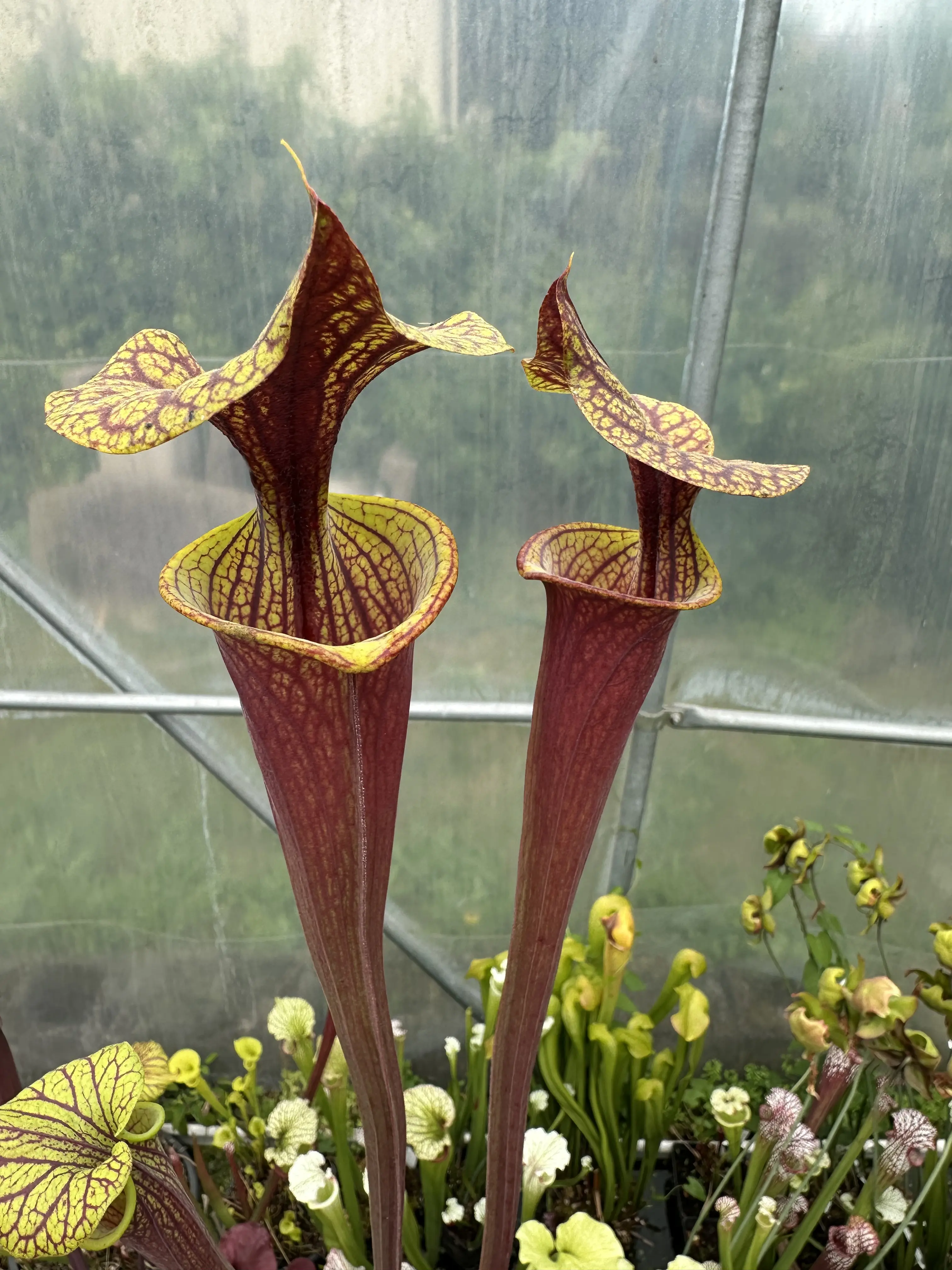 Sarracenia flava var. rubricorpora "Claret"