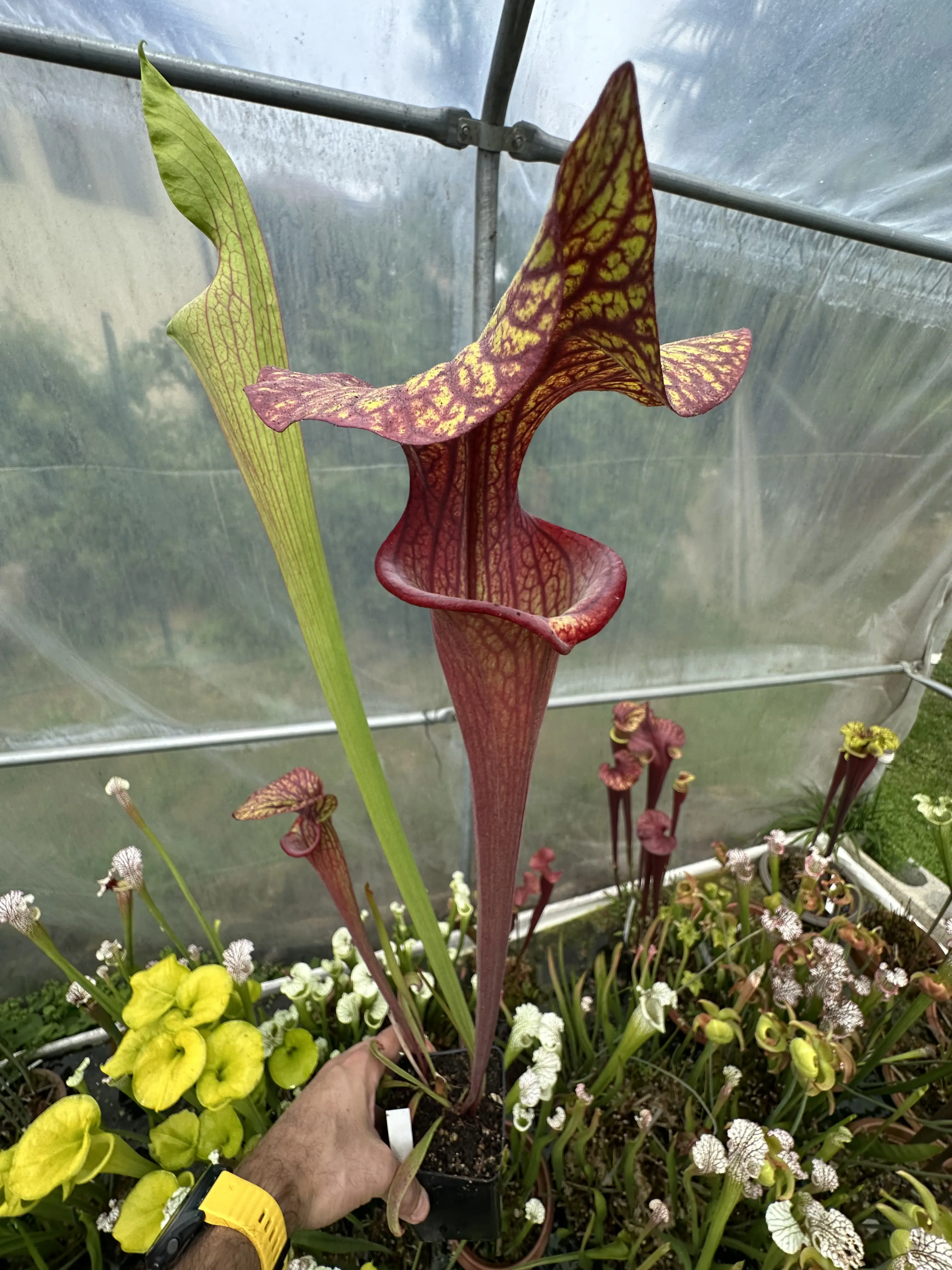 Sarracenia (Orephila x moorei Royal Ruby)