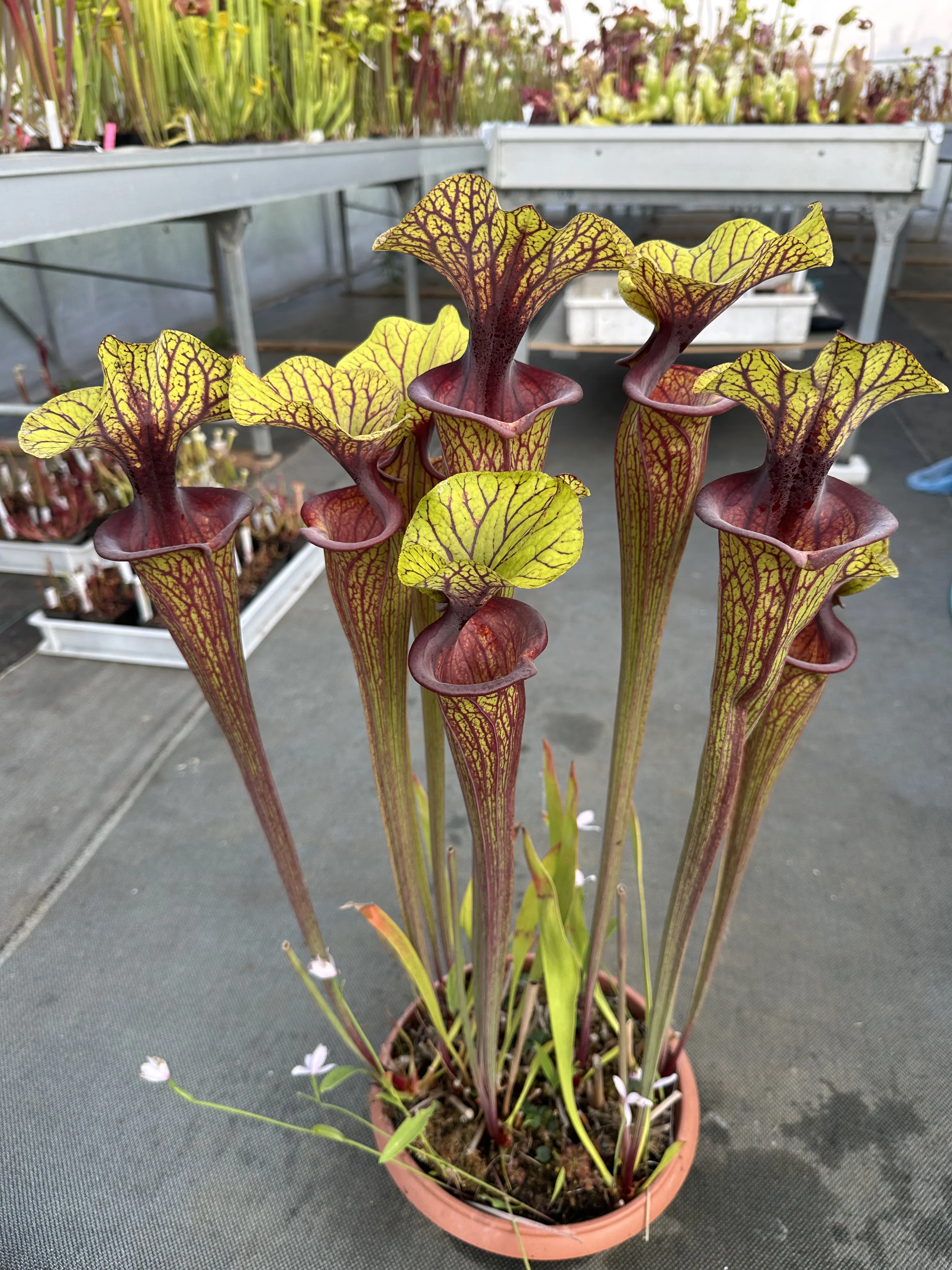 Sarracenia flava var. ornata, solid red throat with diffused veins around neck