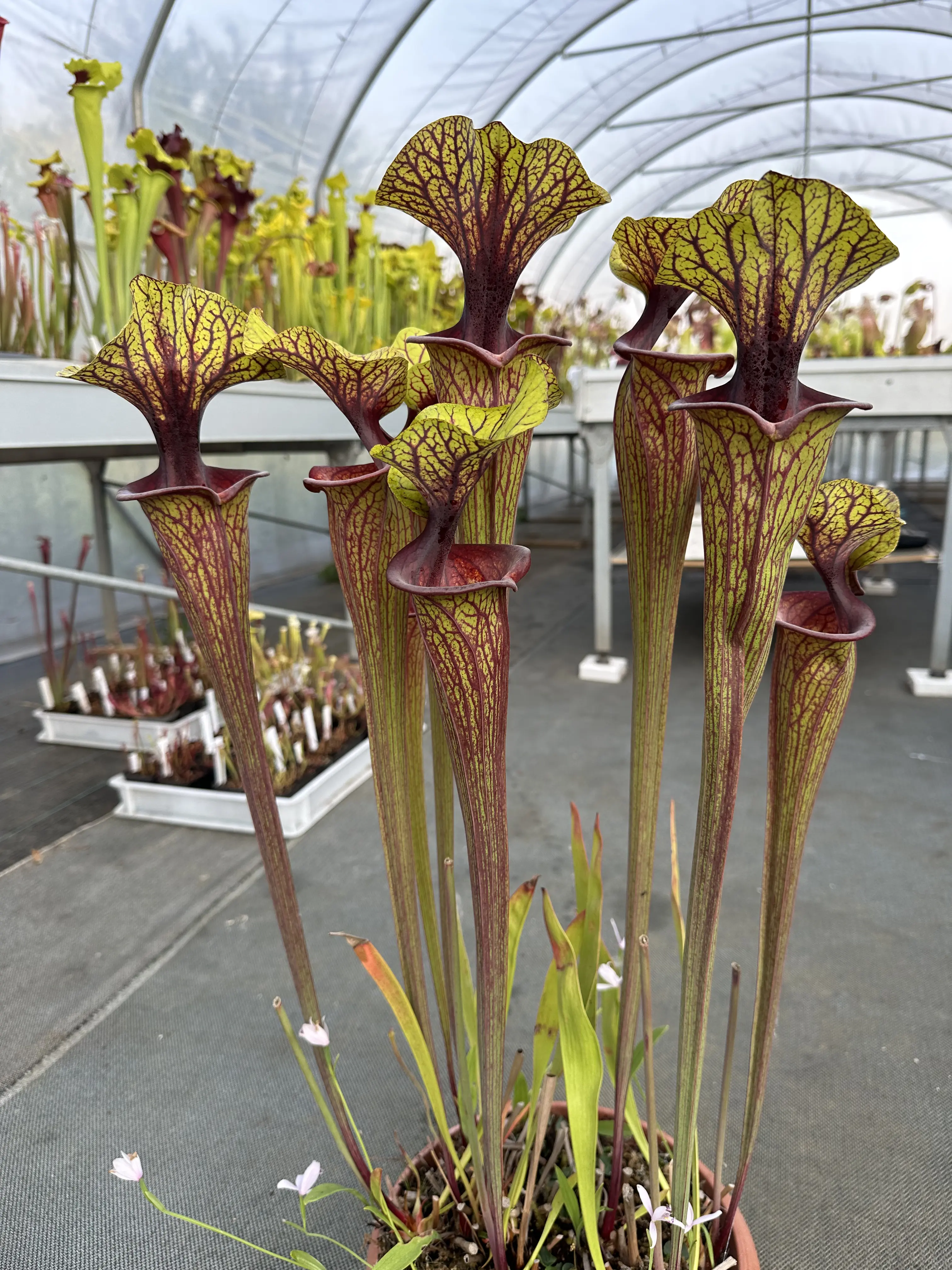 Sarracenia flava var. ornata, solid red throat with diffused veins around neck