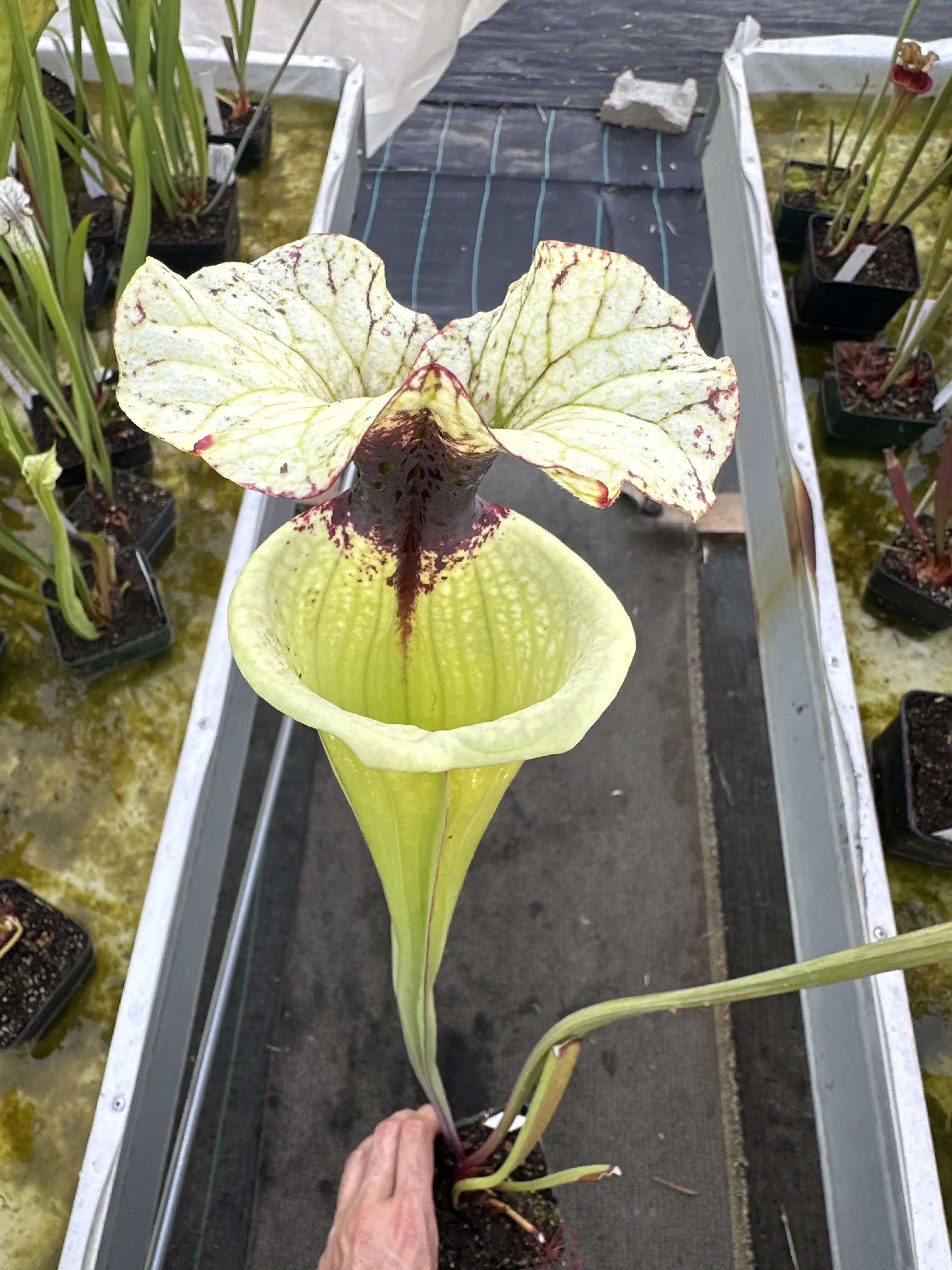 Sarracenia x "Mazinga"