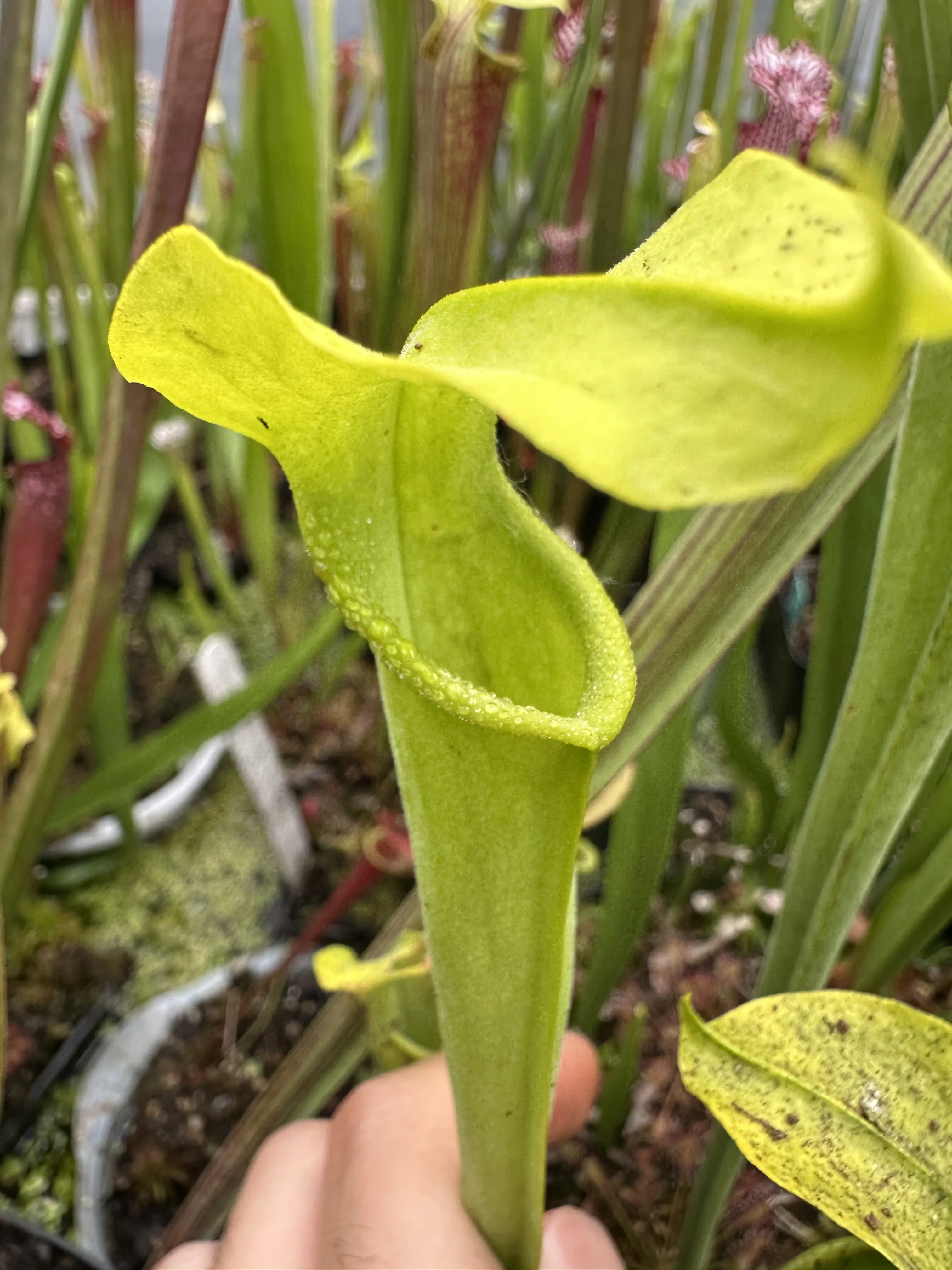 Sarracenia alata, anthocyanin free