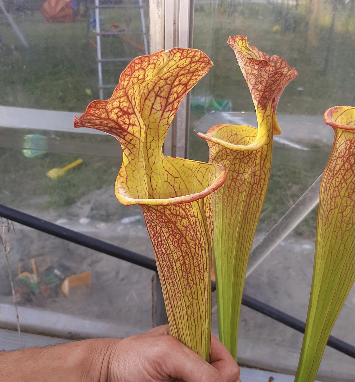 Sarracenia x "Pongo"