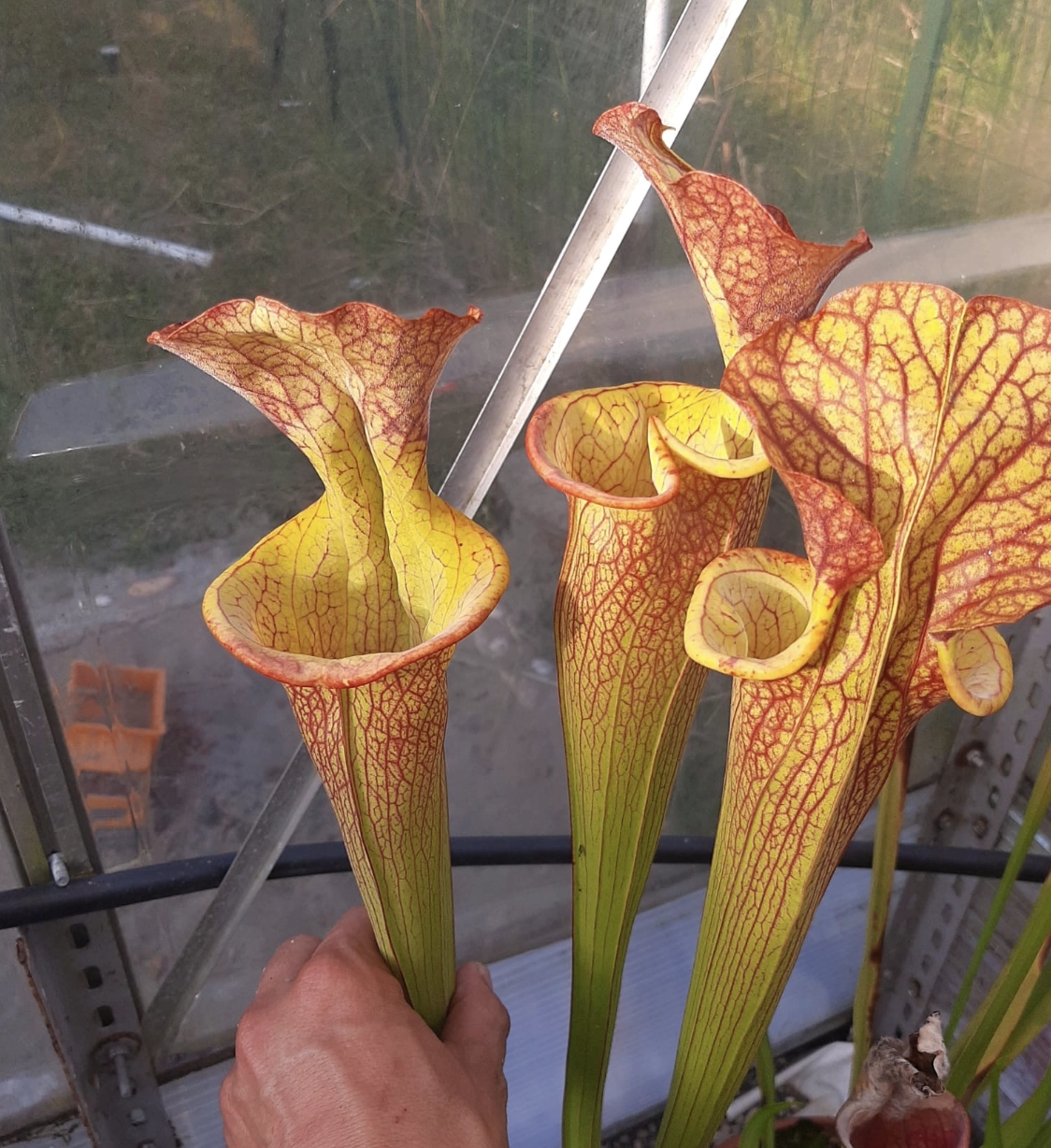 Sarracenia x "Pongo"