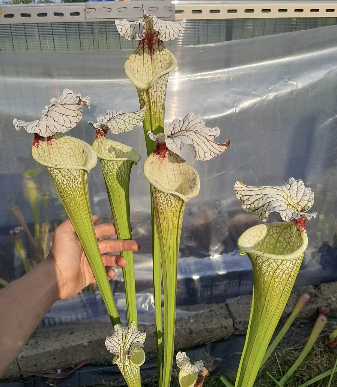 Sarracenia x "Galaxy"