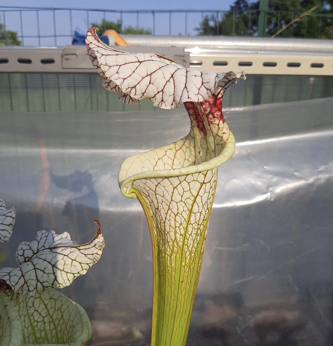 Sarracenia x "Galaxy"