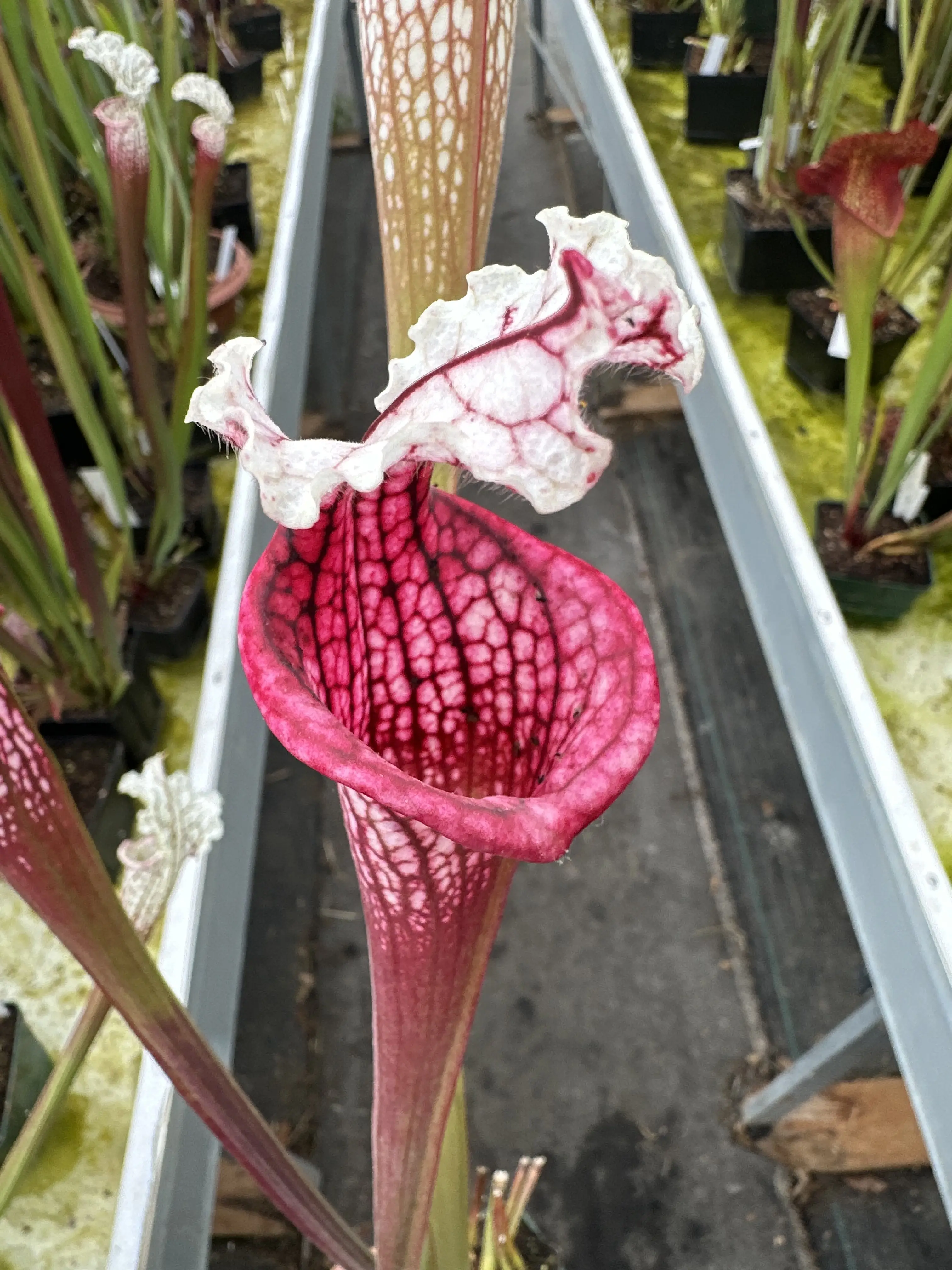 Sarracenia leucophylla “Venere” 